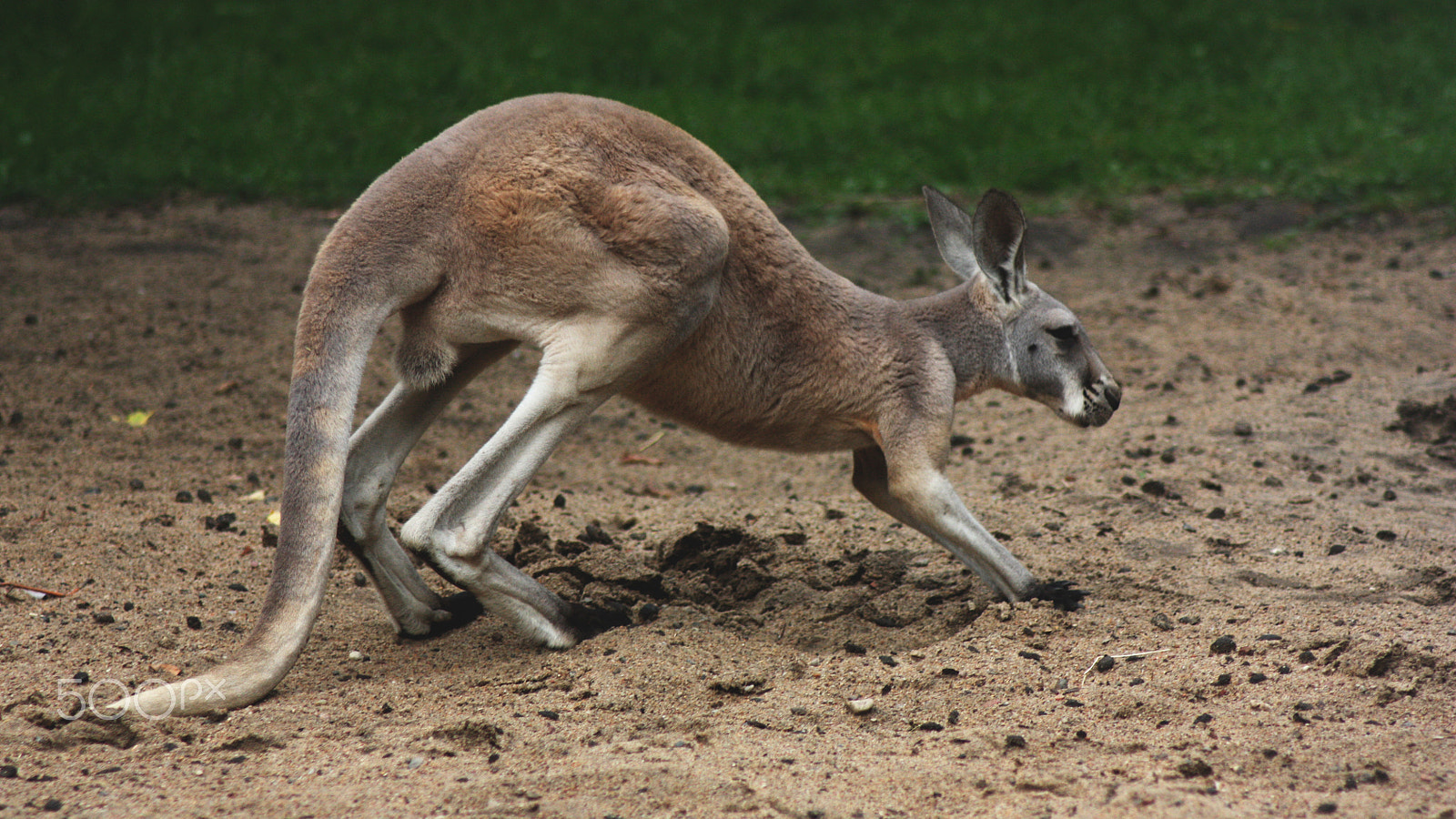 Canon EOS 450D (EOS Rebel XSi / EOS Kiss X2) sample photo. Kangaroo :) photography