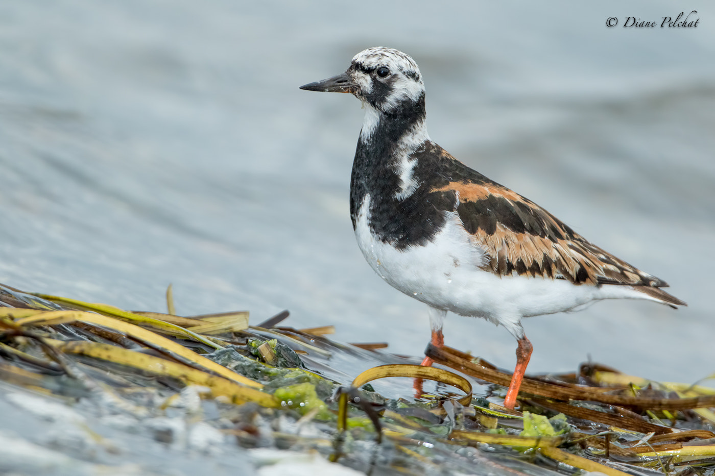 Canon EF 300mm F2.8L IS II USM sample photo. Ruddy turnstone- tournepierre à collier photography