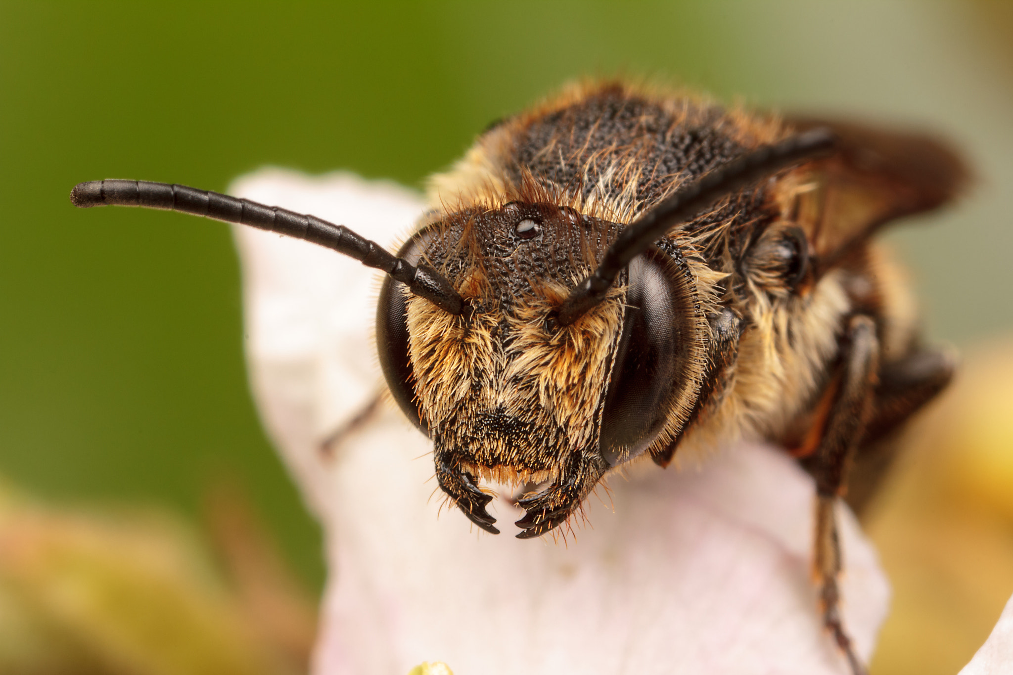 Canon MP-E 65mm F2.5 1-5x Macro Photo sample photo. Leaf cutter cuckoo bee photography