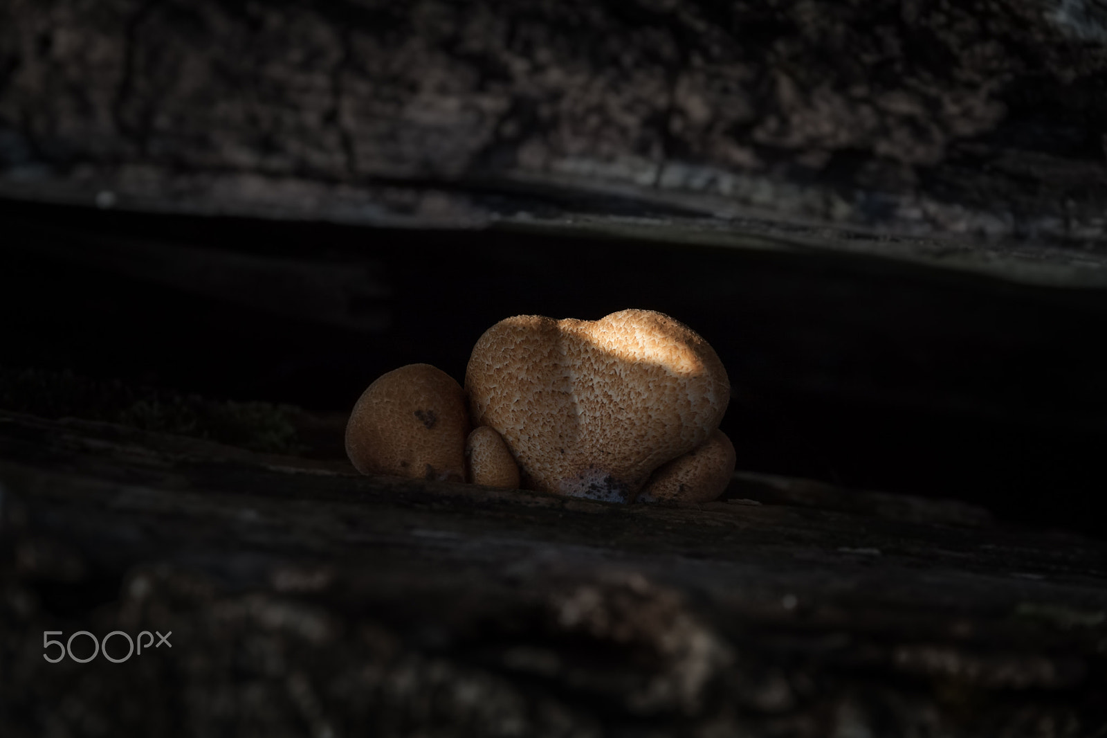 Canon EOS 50D sample photo. Three mushroom photography