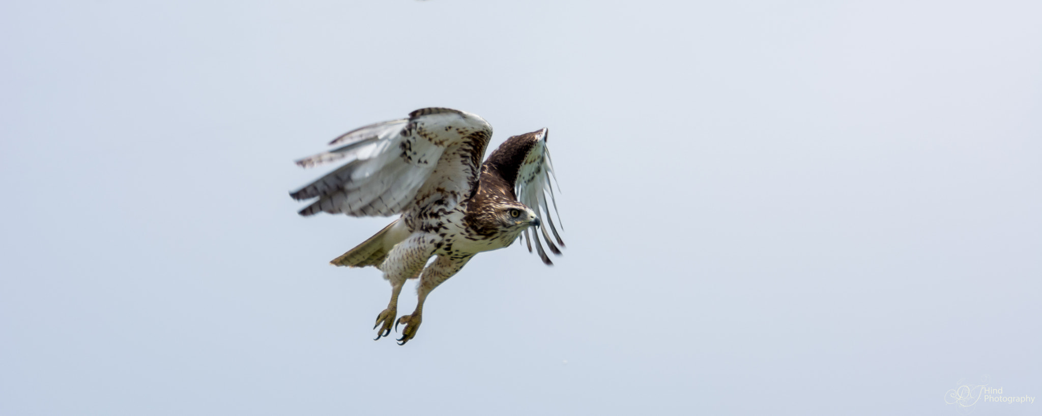 Nikon D5200 + Tamron SP 150-600mm F5-6.3 Di VC USD sample photo. Red-tailed hawk photography