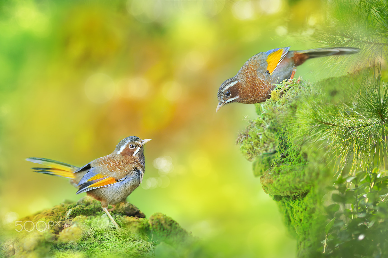 Canon EF 300mm F2.8L IS USM sample photo. Lovebird ( formosan laughingthrush ) photography
