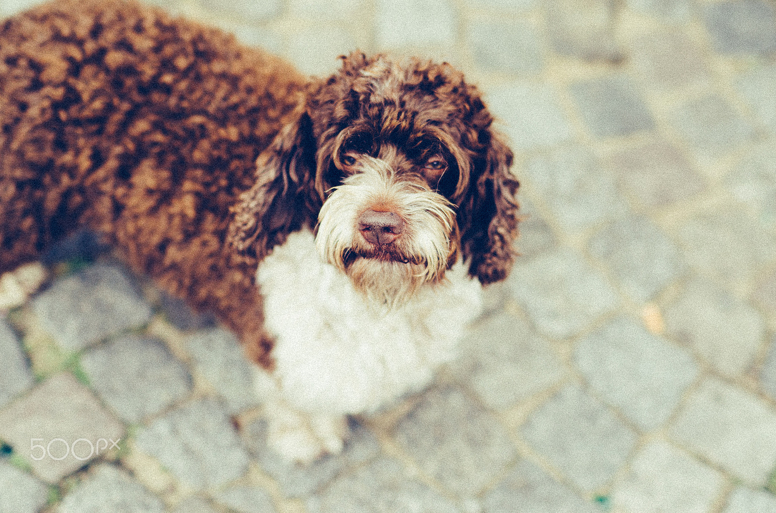 Nikon D5100 + Sigma 50mm F1.4 DG HSM Art sample photo. Suspicious dog photography