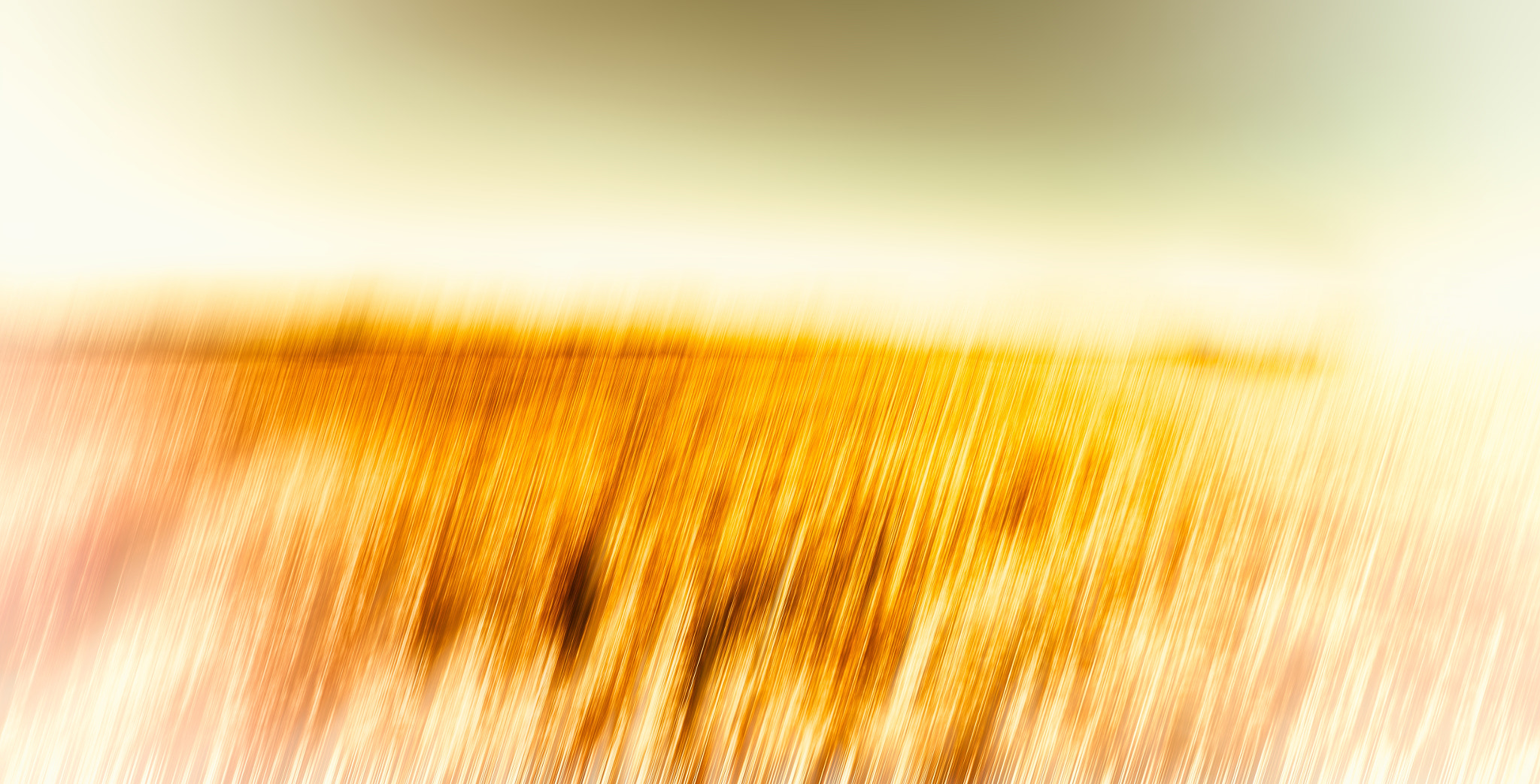 Sony SLT-A37 sample photo. Corn photography