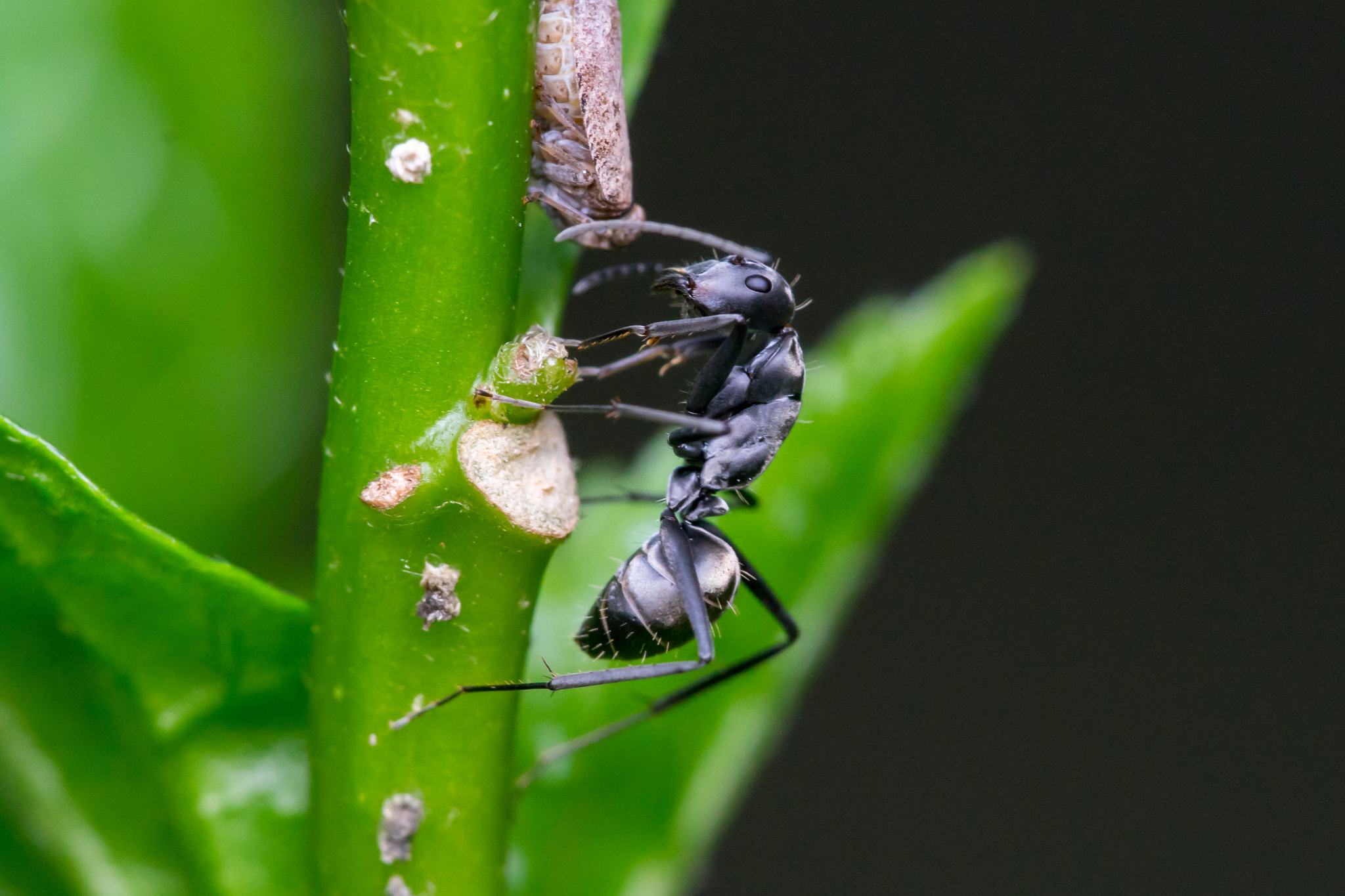 Tamron 18-270mm F3.5-6.3 Di II PZD sample photo. Common black ant (lasius niger) photography