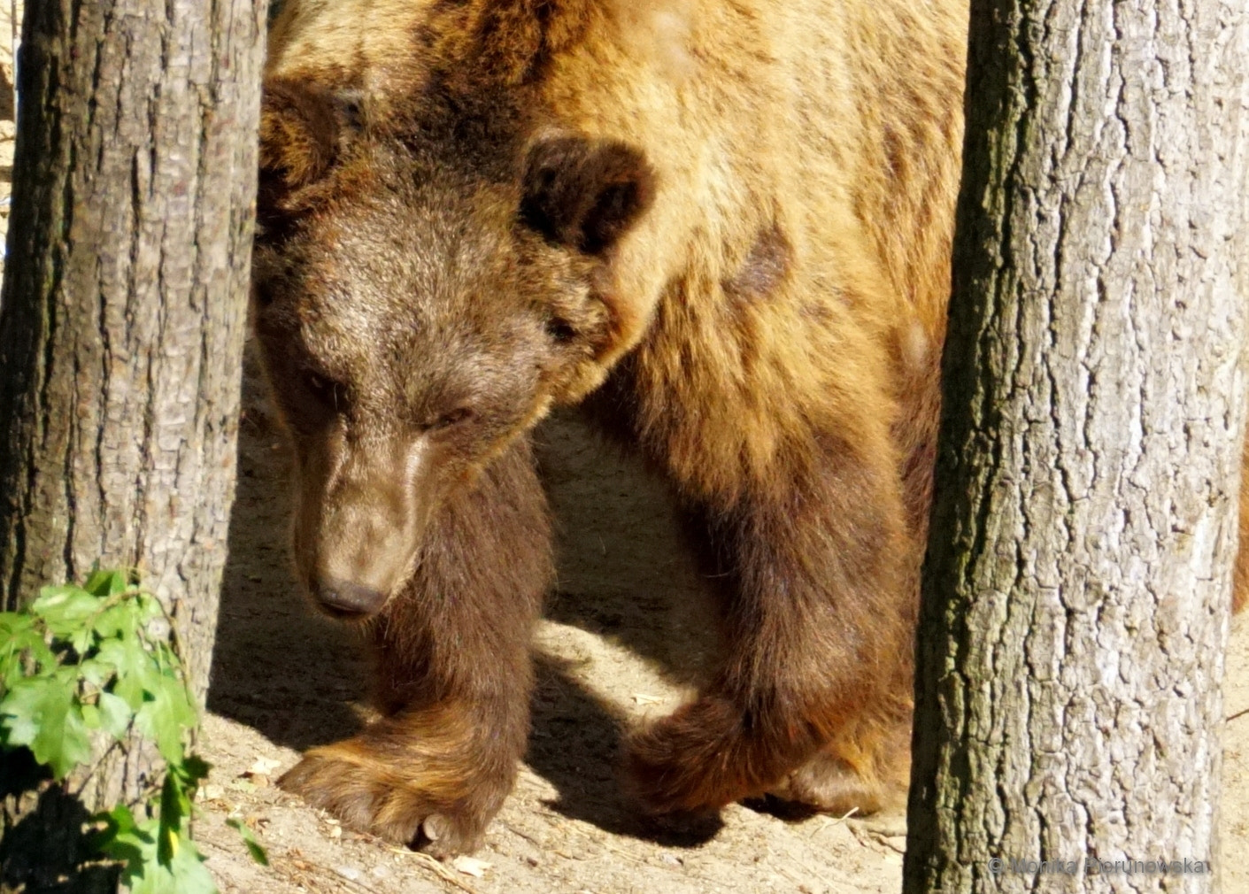 Sony DT 18-200mm F3.5-6.3 sample photo. Baloo saved from circus photography