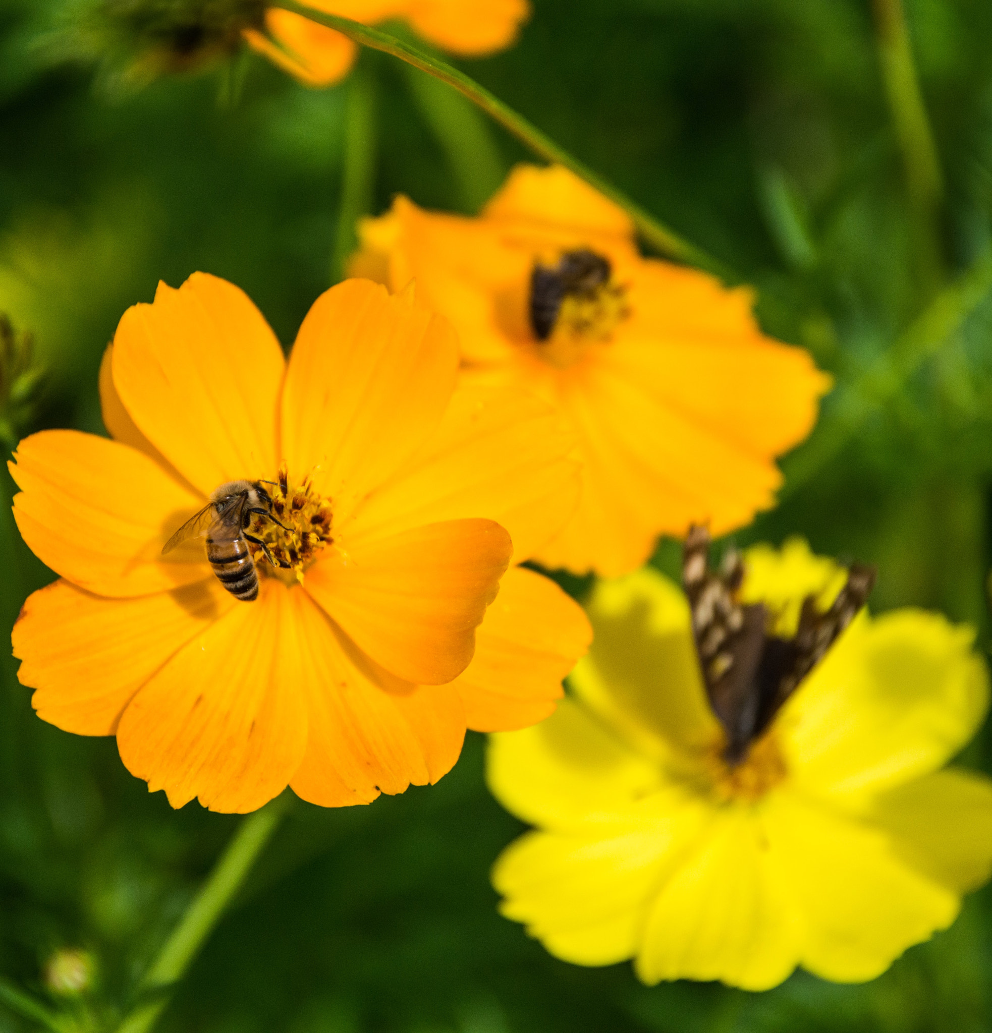 Sigma 17-70mm F2.8-4 DC Macro OS HSM | C sample photo. Busy bees photography