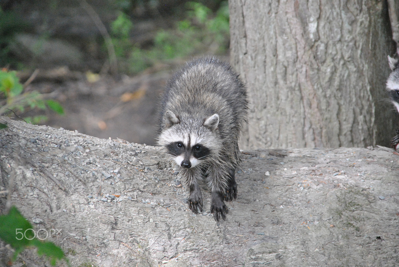 Nikon D3000 + Sigma 18-200mm F3.5-6.3 DC sample photo. Raccoon in stanley park photography