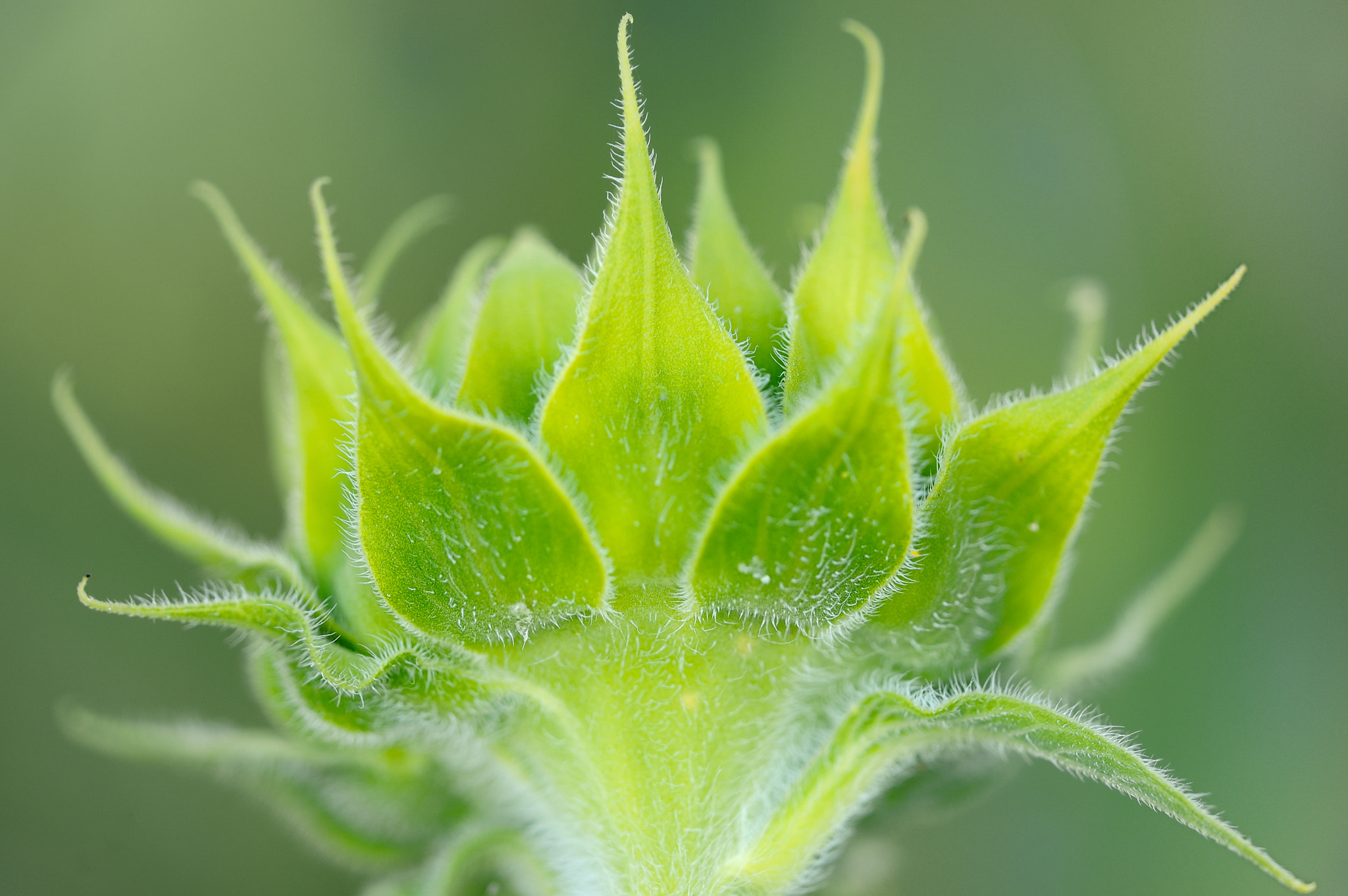 Sigma 150mm F2.8 EX DG Macro HSM sample photo. Sunflower bud photography