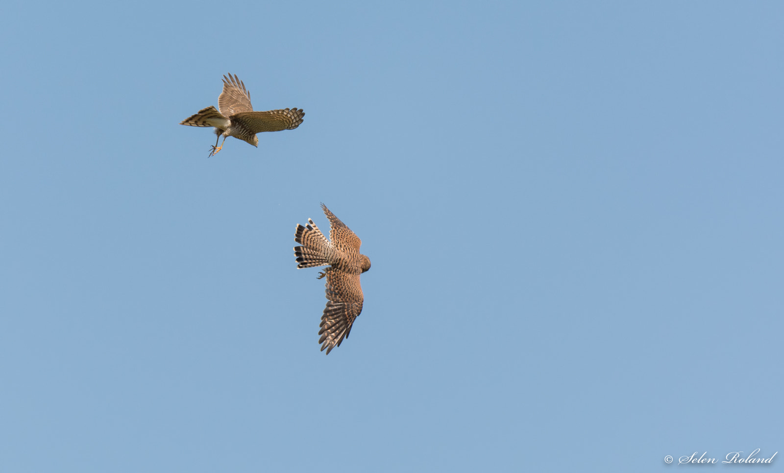 Nikon D7100 + Nikon AF-S Nikkor 500mm F4G ED VR sample photo. Torenvalken - kestrel photography