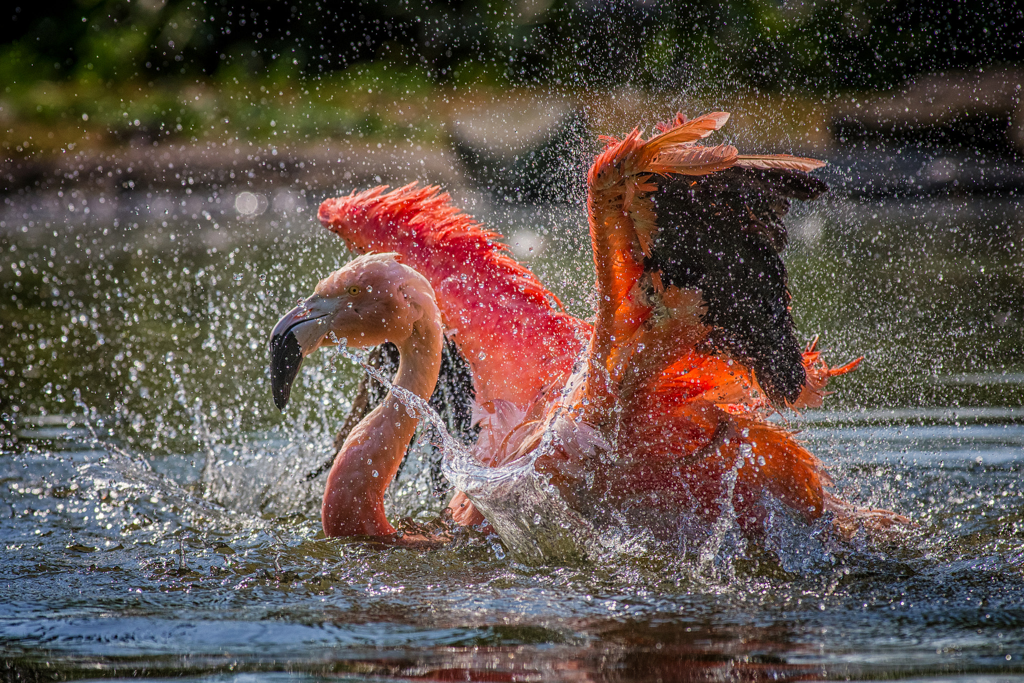 Pentax smc DA* 300mm F4.0 ED (IF) SDM sample photo. One more splashing picture photography