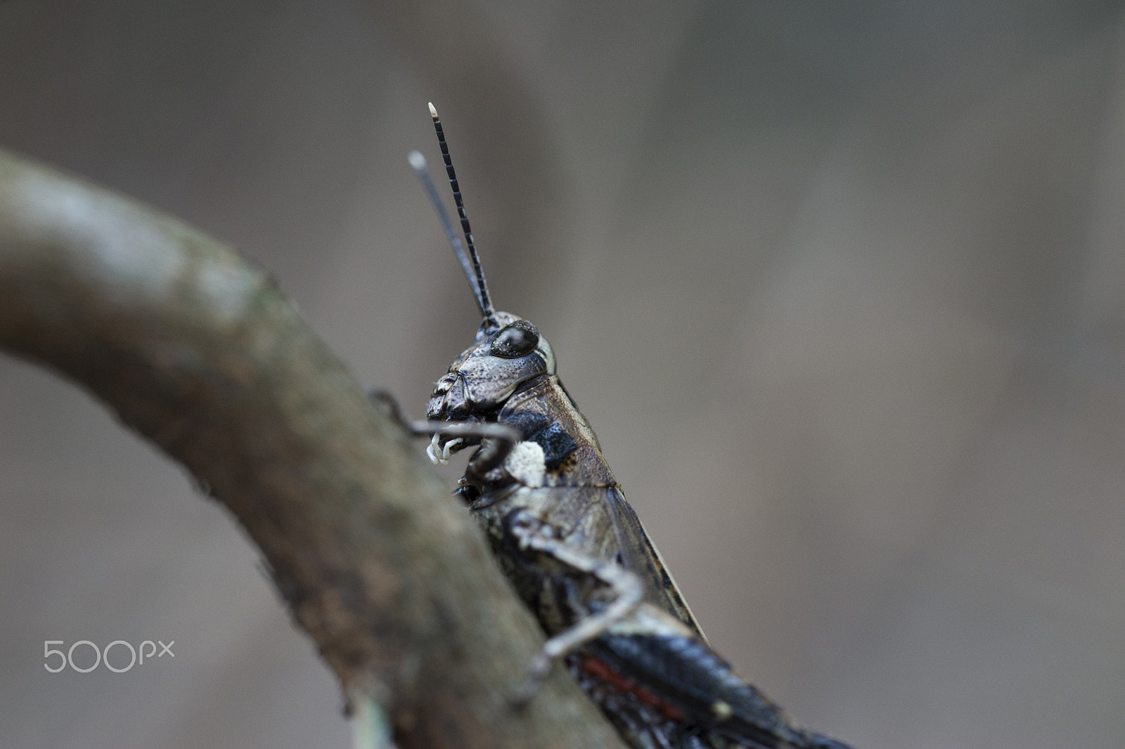 Sony a99 II + 150mm F2.8 sample photo. Cricket at the quarry bay hills, hong kong photography
