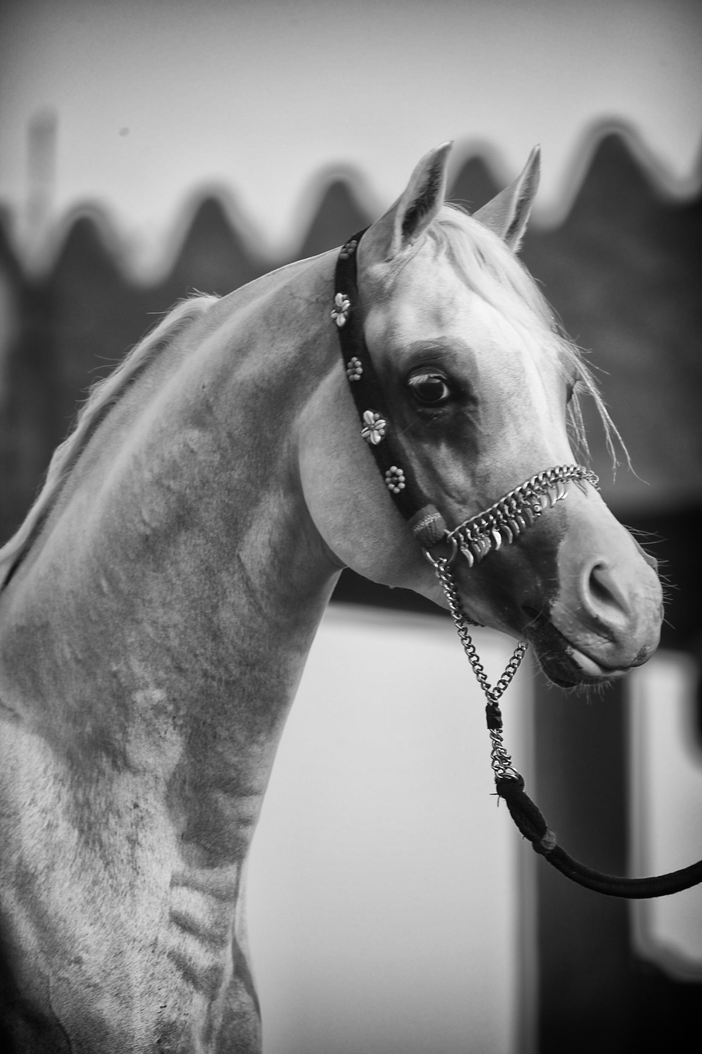 Canon EF 100-400mm F4.5-5.6L IS USM sample photo. Arabain horse portrait photography