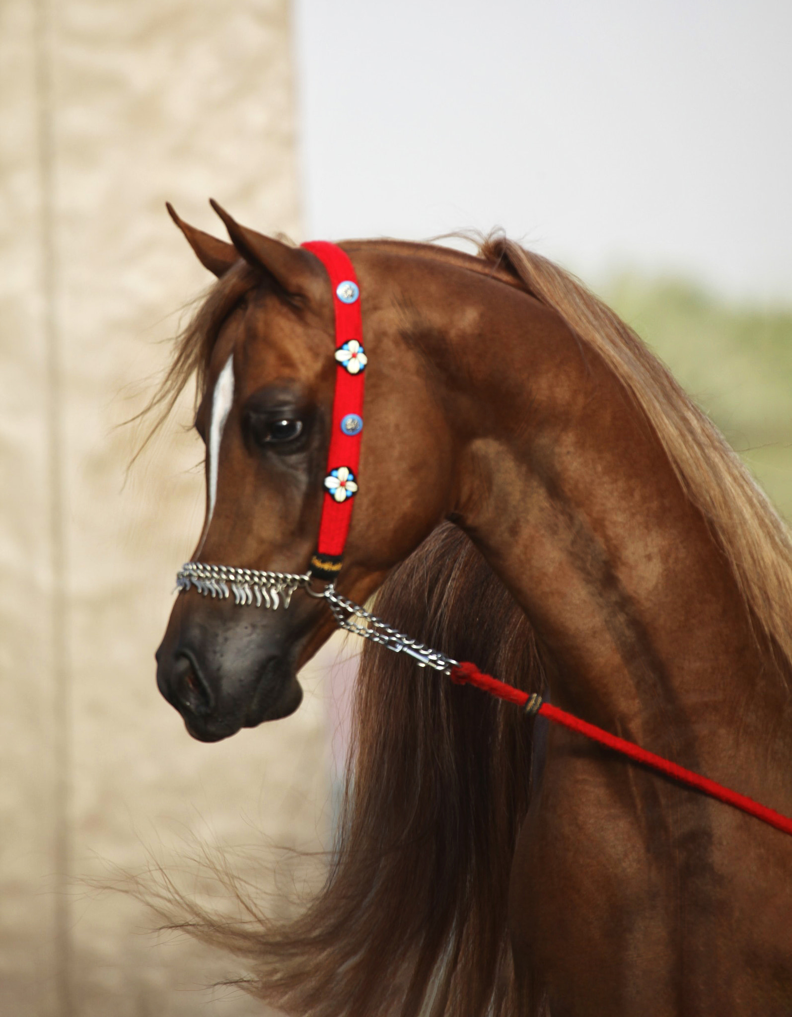 Canon EF 100-400mm F4.5-5.6L IS USM sample photo. Arabain horse portrait photography