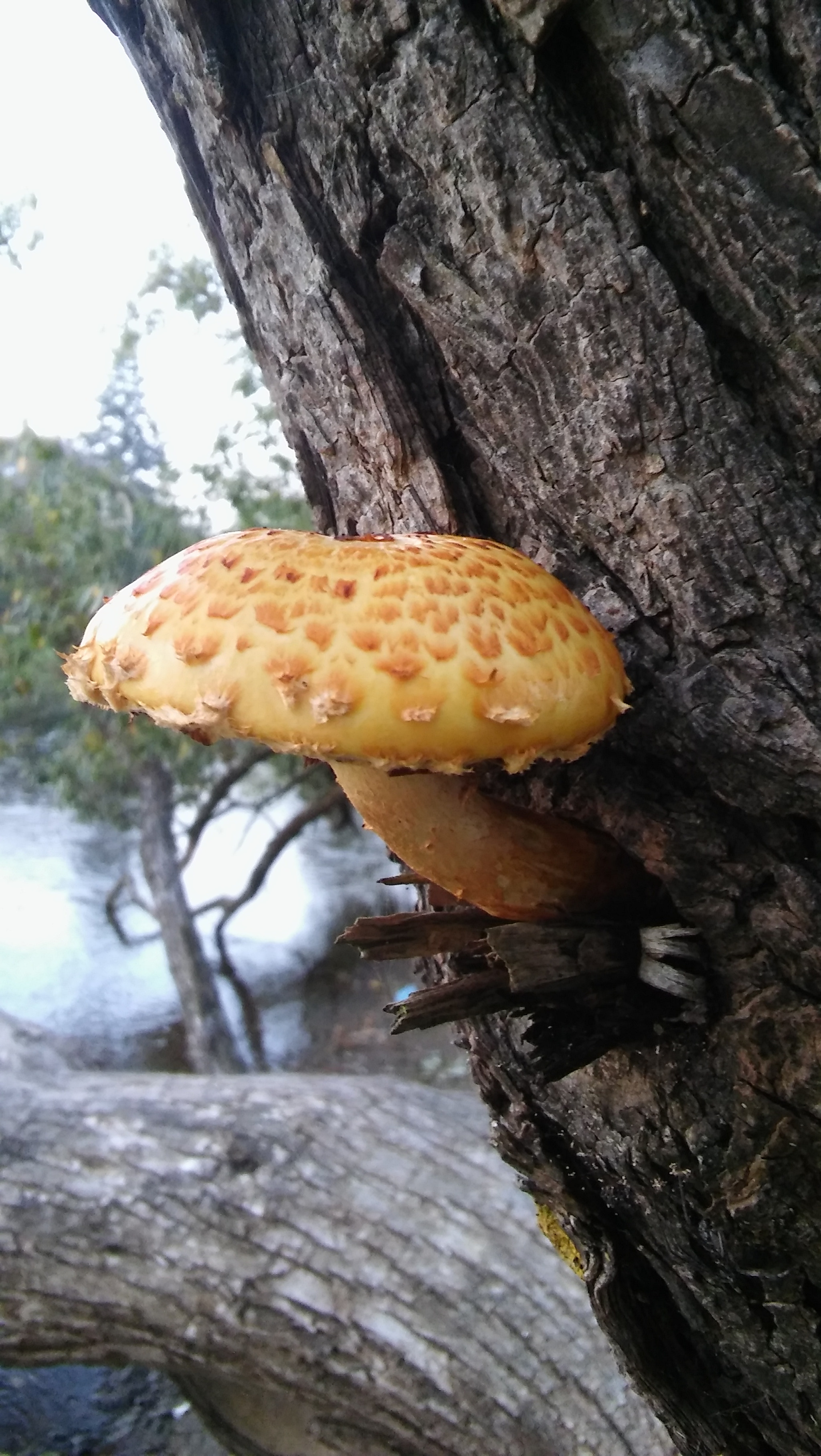 LG SPIRIT 4G LTE sample photo. Mushroom & tree photography