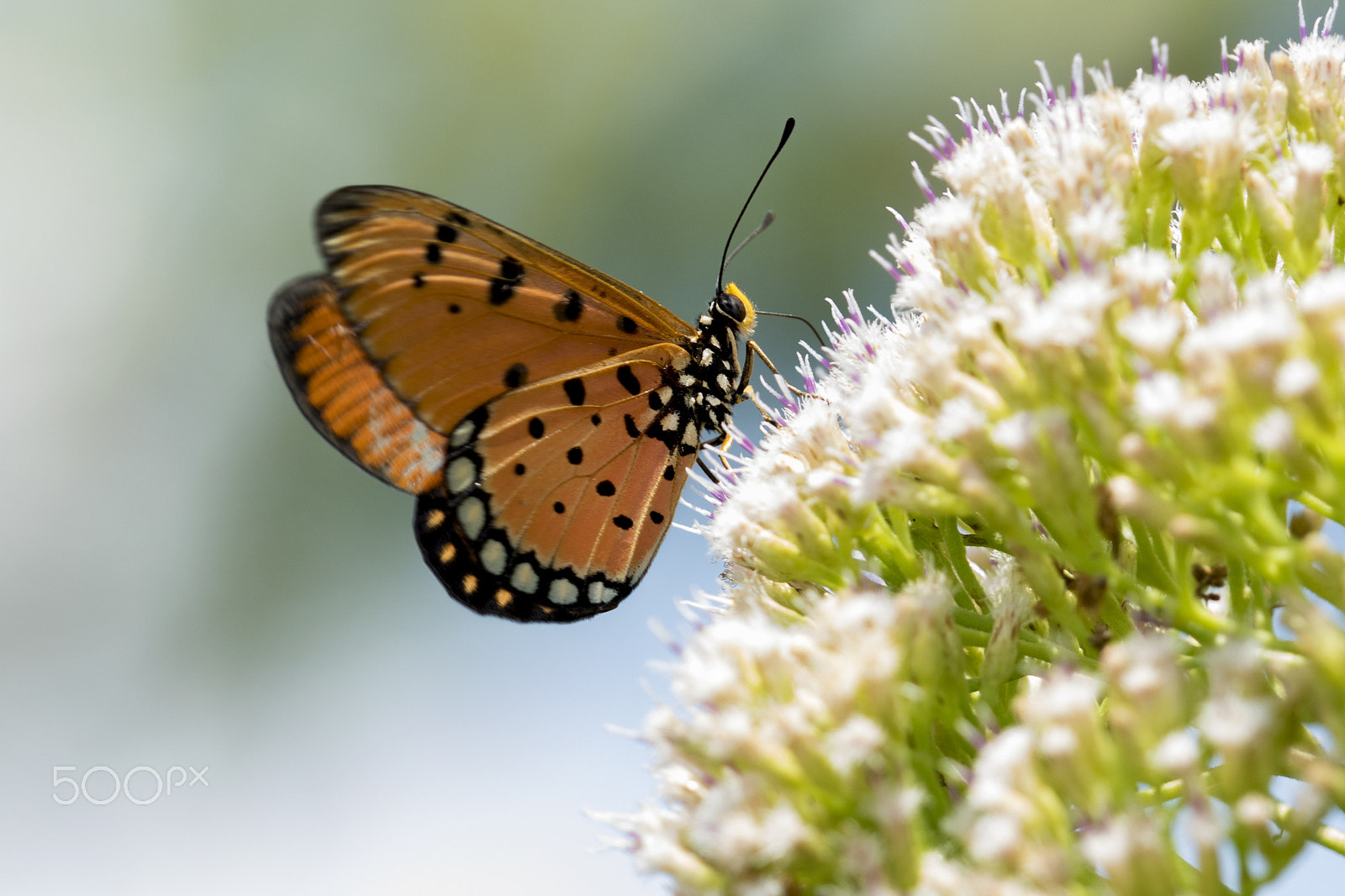 Canon EF 180mm F3.5L Macro USM sample photo. Rama rama photography