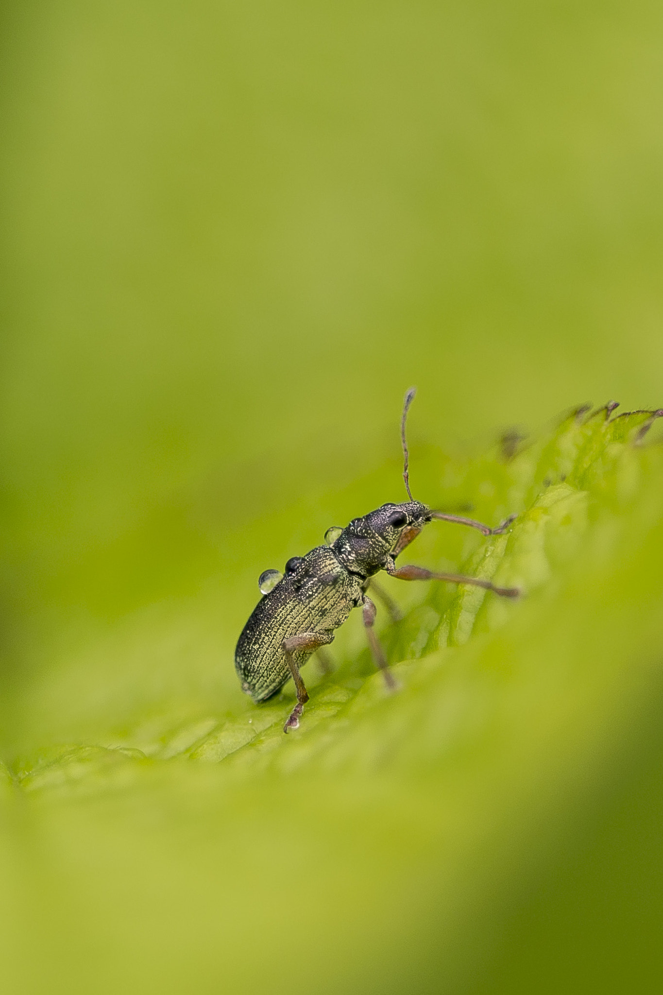 Sigma 150mm F2.8 EX DG OS Macro HSM sample photo. Never give up photography