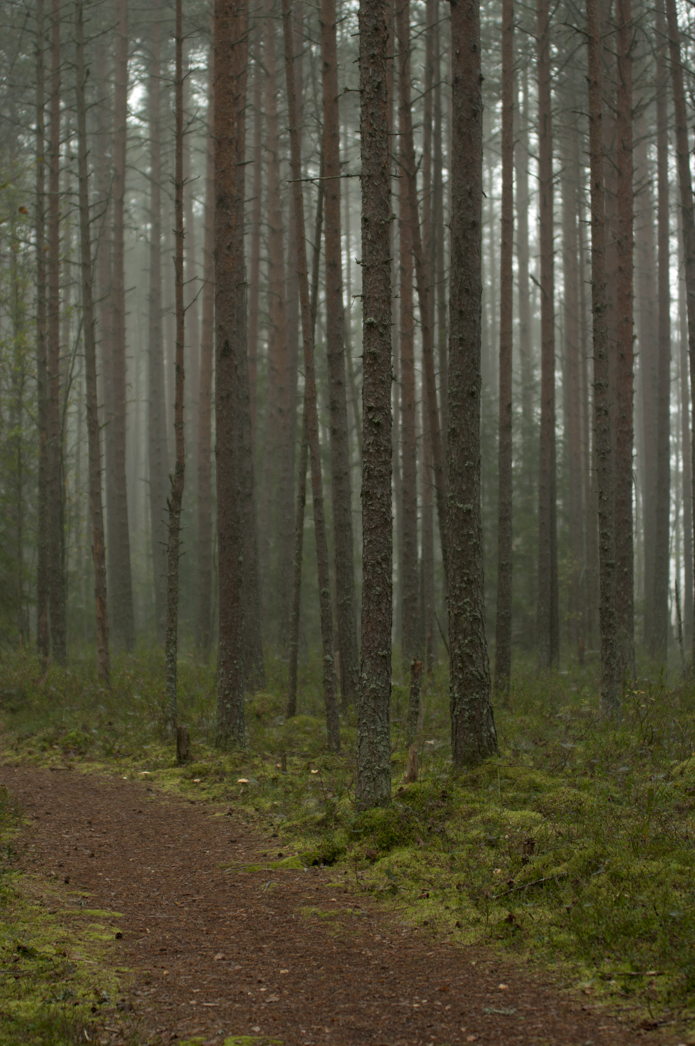 Pentax K20D sample photo. Forest photography
