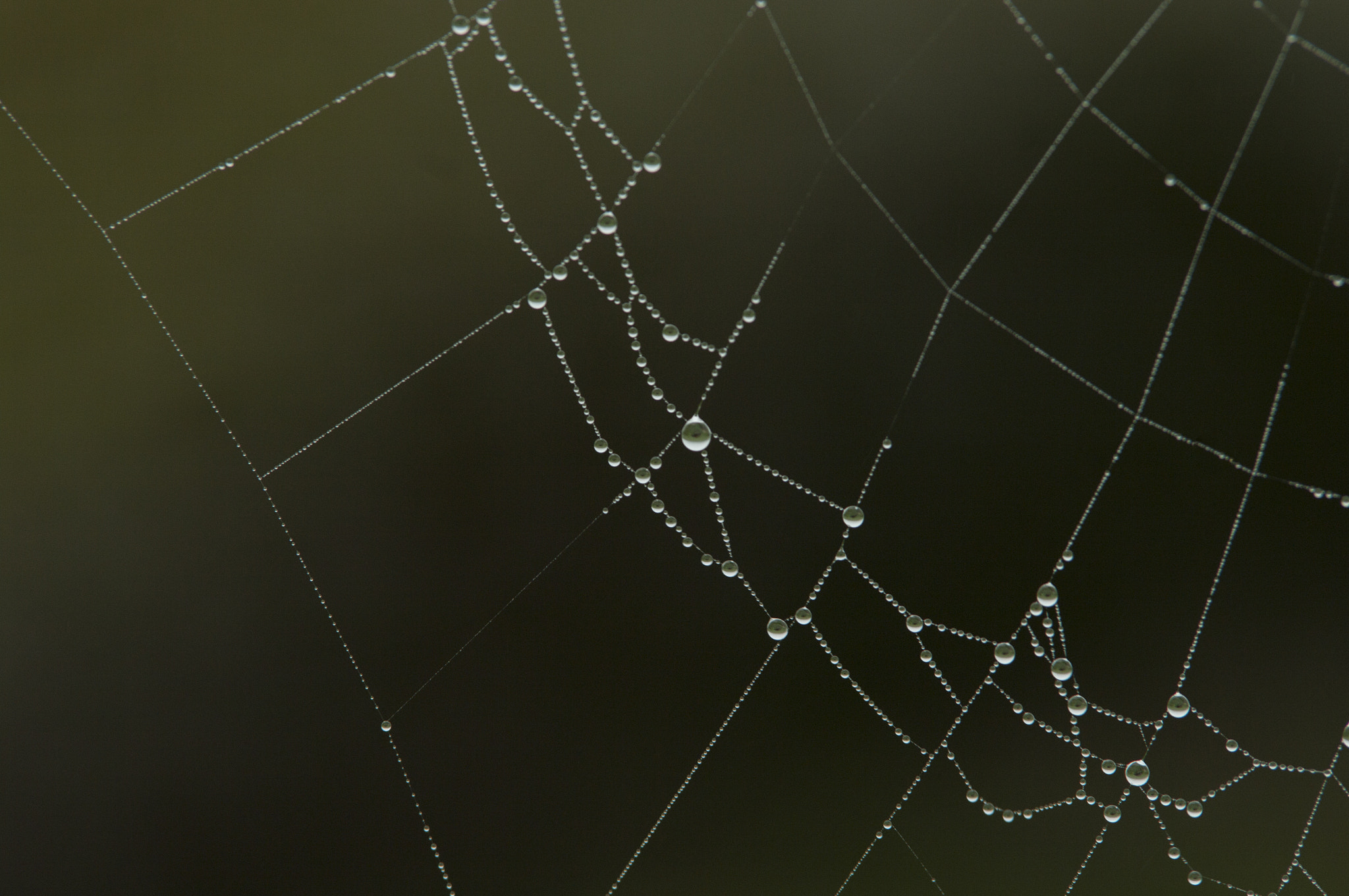 Pentax K20D sample photo. Cobweb photography