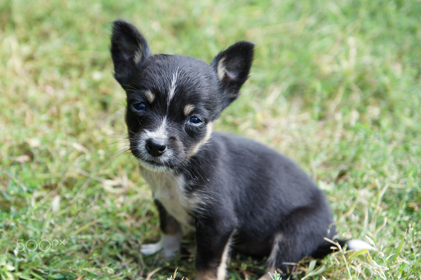 Sony Alpha DSLR-A580 sample photo. Puppy photography