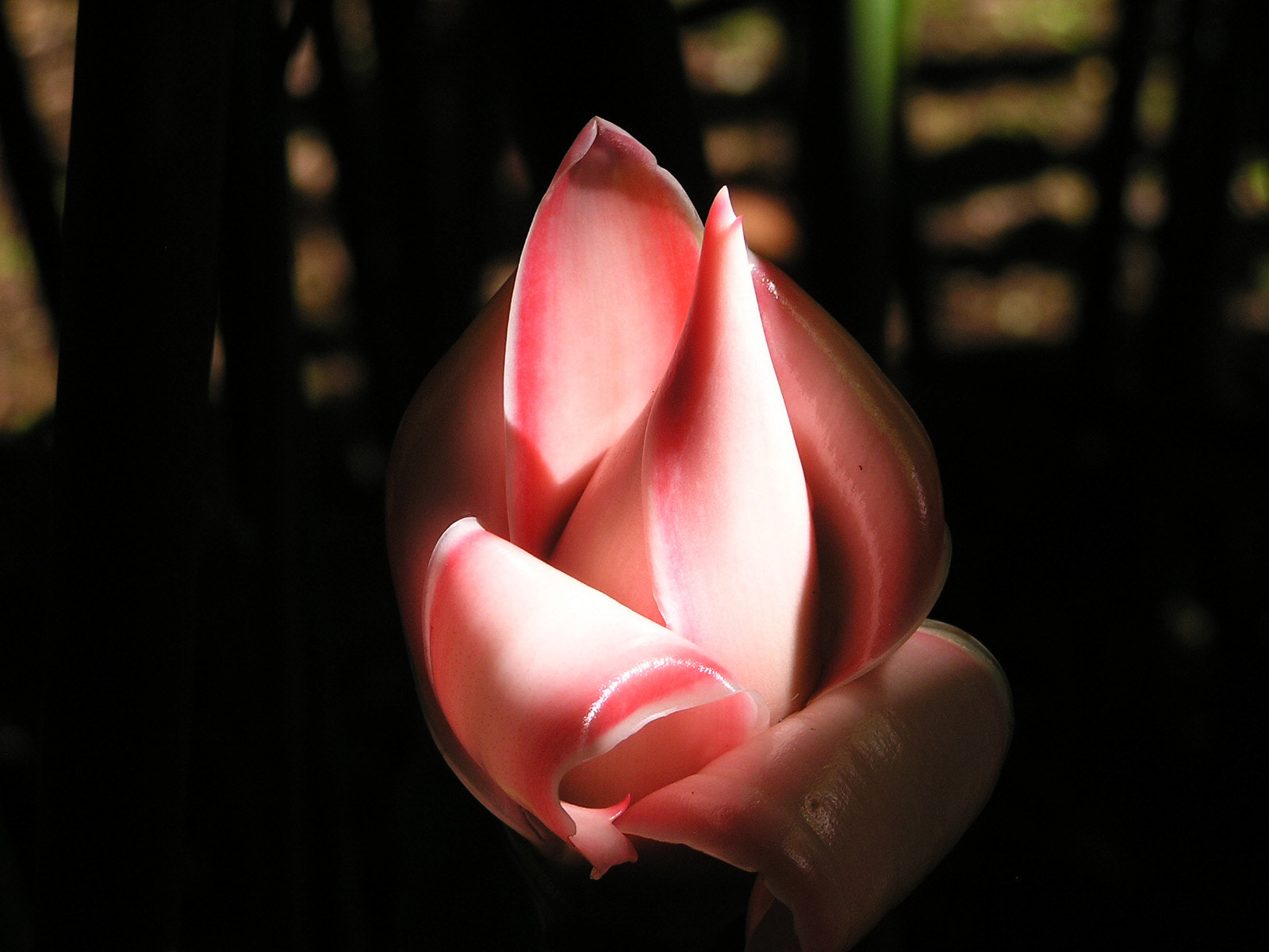 Olympus C750UZ sample photo. Flower in costa rica photography
