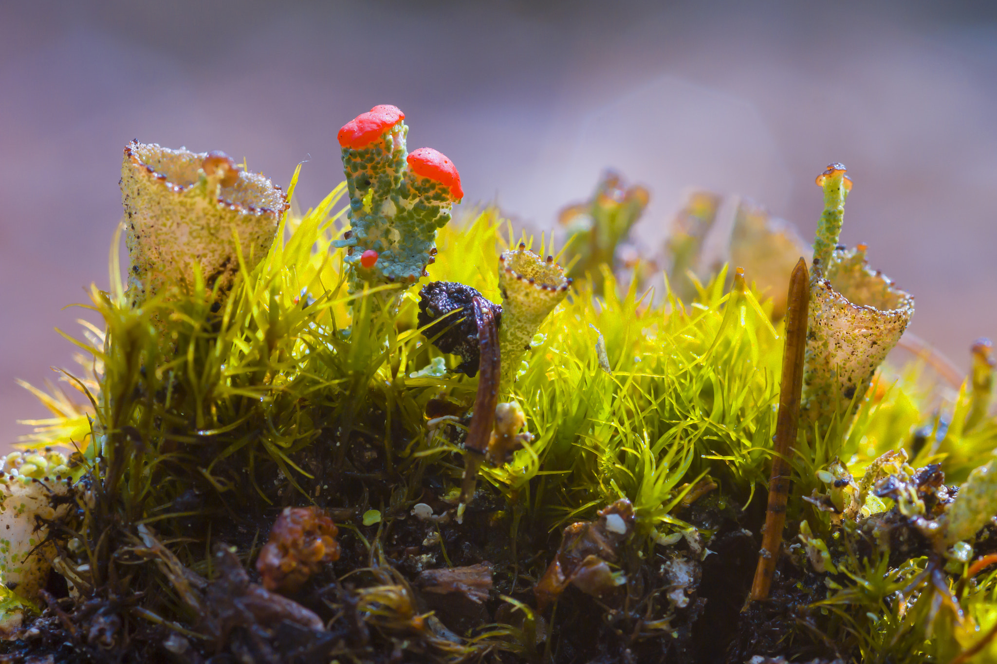 Sigma 105mm F2.8 EX DG Macro sample photo. *** photography