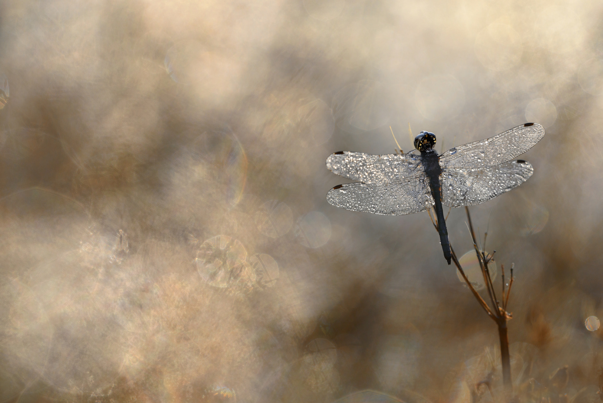 Nikon D800E + Sigma 150mm F2.8 EX DG OS Macro HSM sample photo. Black darter photography