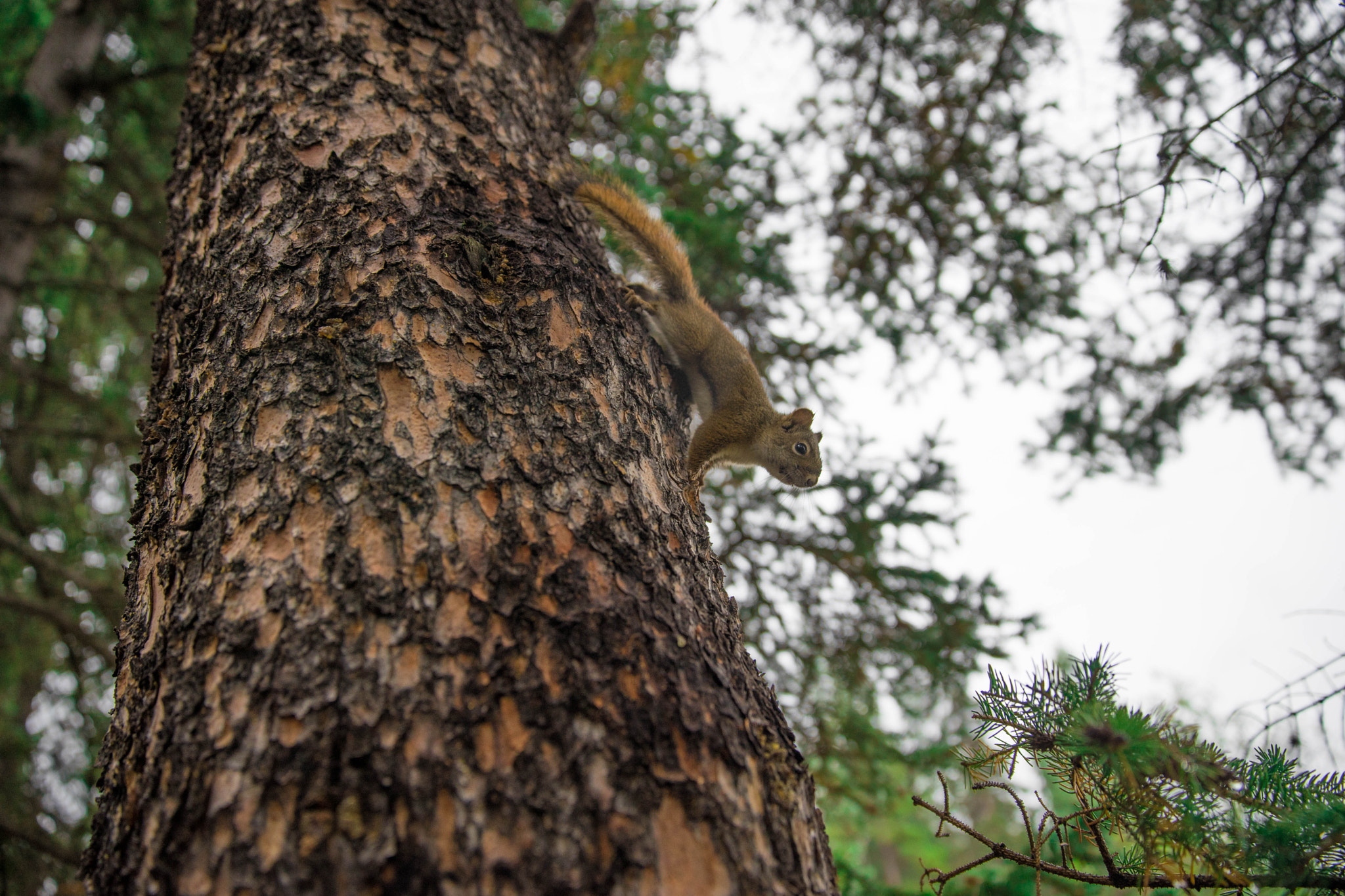 Sony a7 + Canon EF 24-70mm F2.8L II USM sample photo. Antigravity squirrel photography
