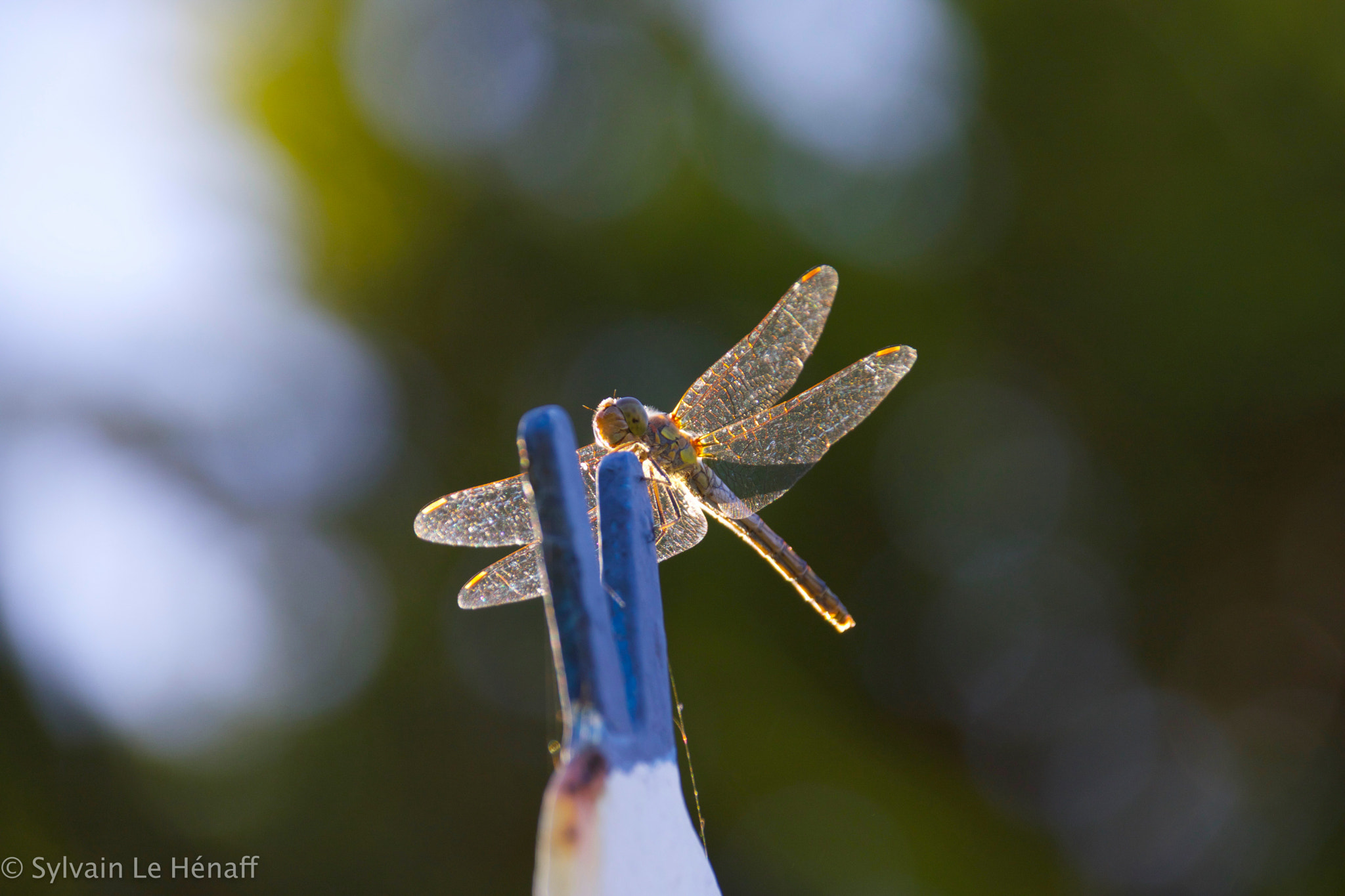 Sigma 18-250mm F3.5-6.3 DC OS HSM sample photo. Odonata photography