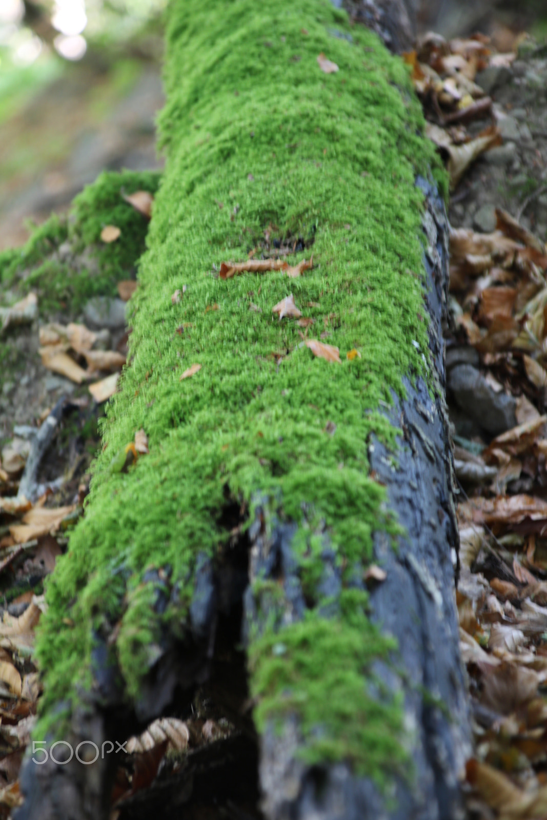 Canon EOS 750D (EOS Rebel T6i / EOS Kiss X8i) + Canon TS-E 90mm F2.8 Tilt-Shift sample photo. Moss on the tree black forest photography
