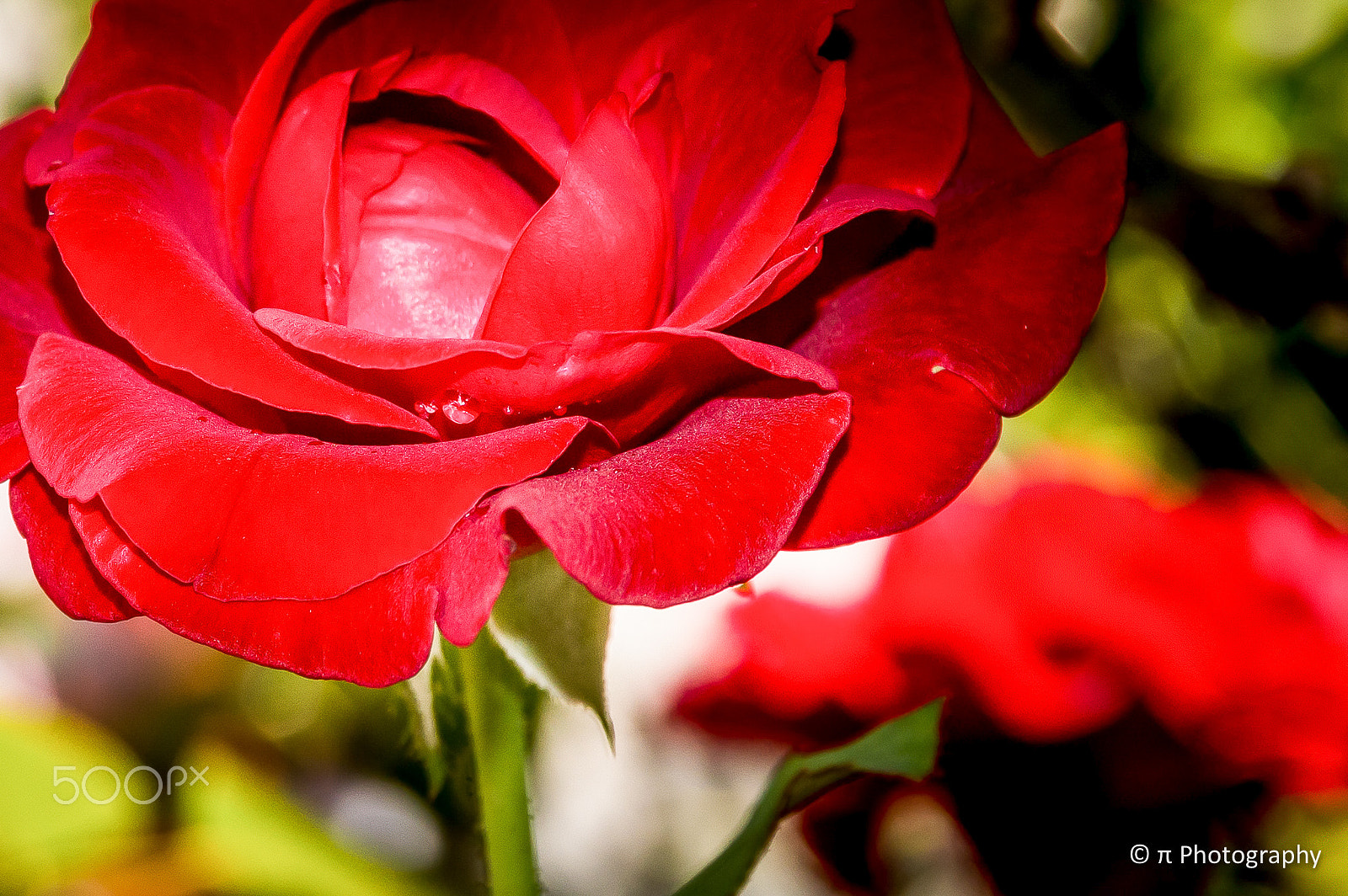 Sigma 17-70mm F2.8-4 DC Macro OS HSM | C sample photo. Red nature photography