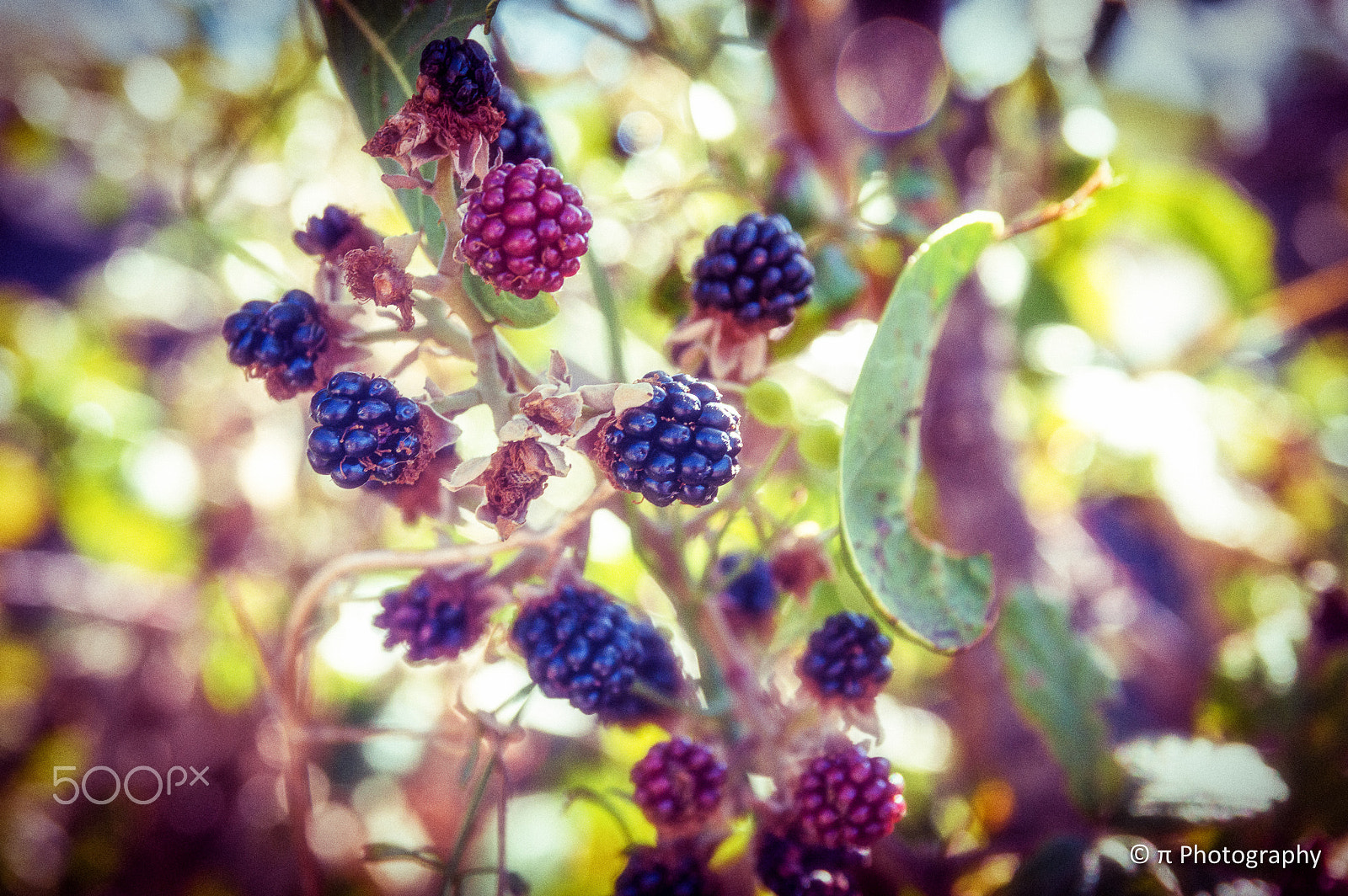 Sigma 17-70mm F2.8-4 DC Macro OS HSM | C sample photo. The blackberries photography