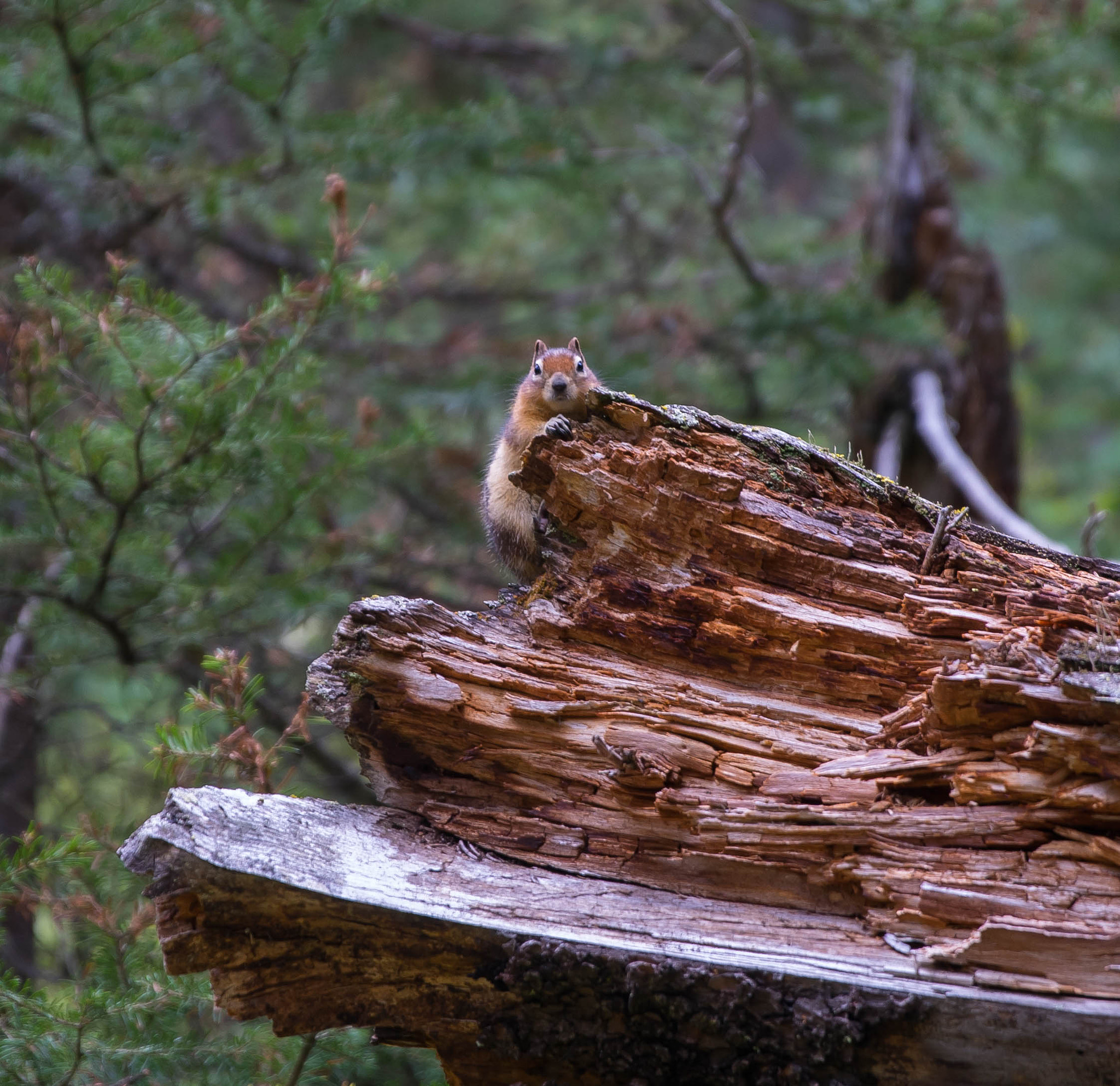 Canon EF 24-70mm F2.8L II USM sample photo. Hiding chipmunk photography