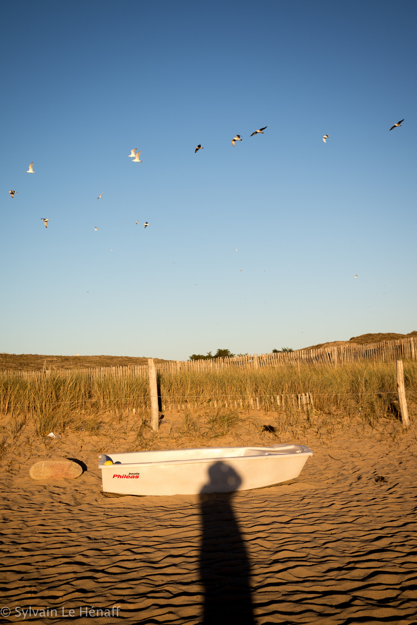 Sigma 35mm F1.4 DG HSM Art sample photo. Bird's flight & sand photography