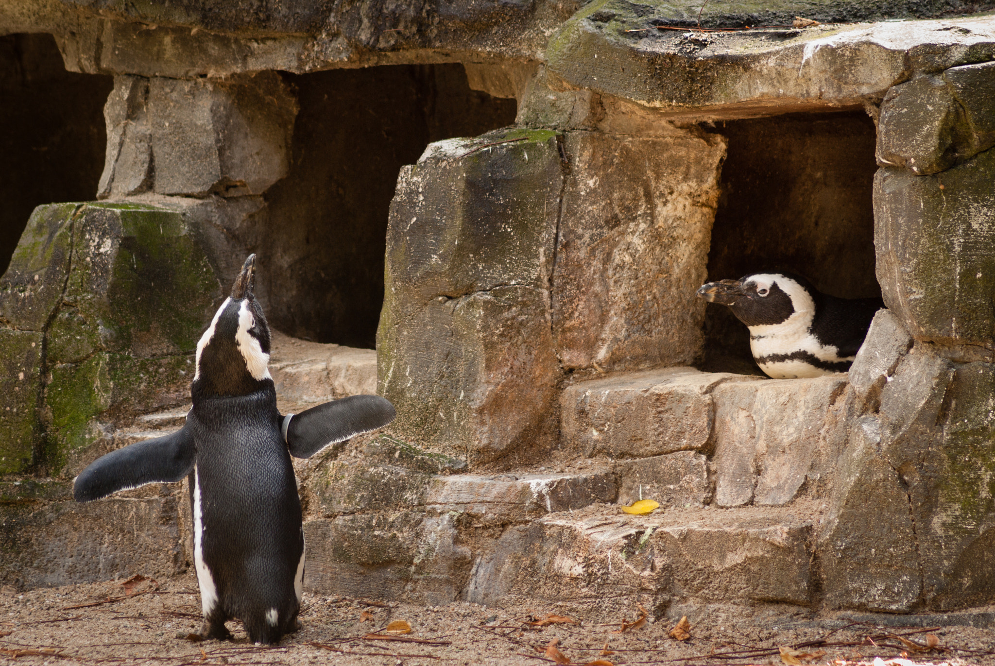 Pentax K10D sample photo. Penguin lovestory 1of4 - male dance and call photography