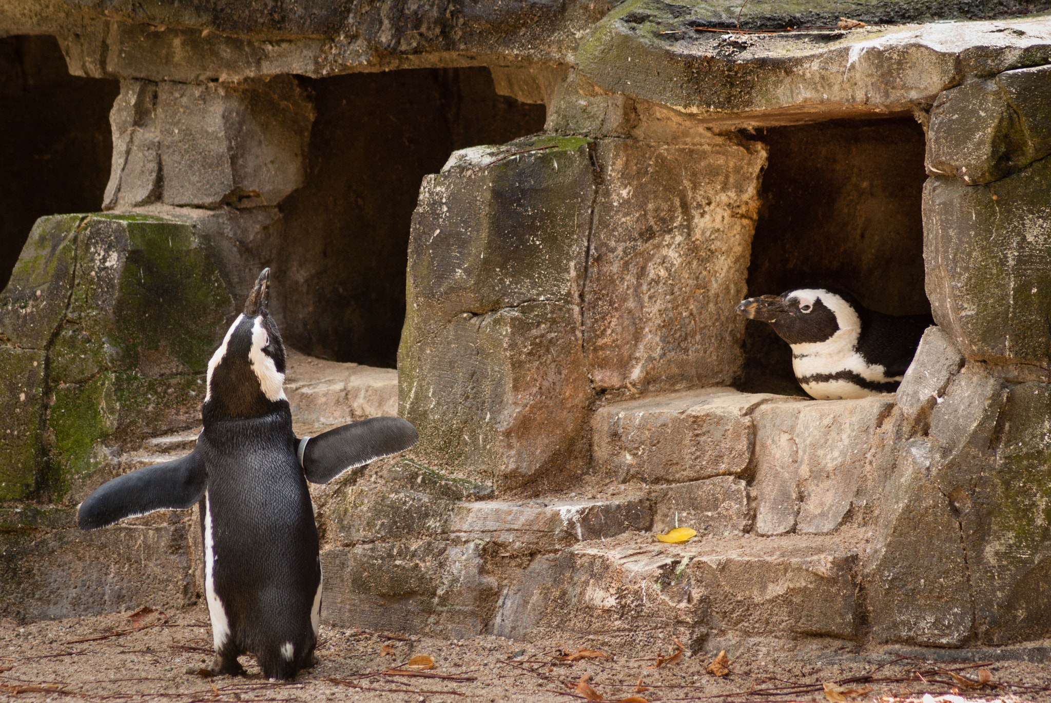 Tamron AF 70-300mm F4-5.6 Di LD Macro sample photo. Penguin lovestory 1of4 - male dance and call photography