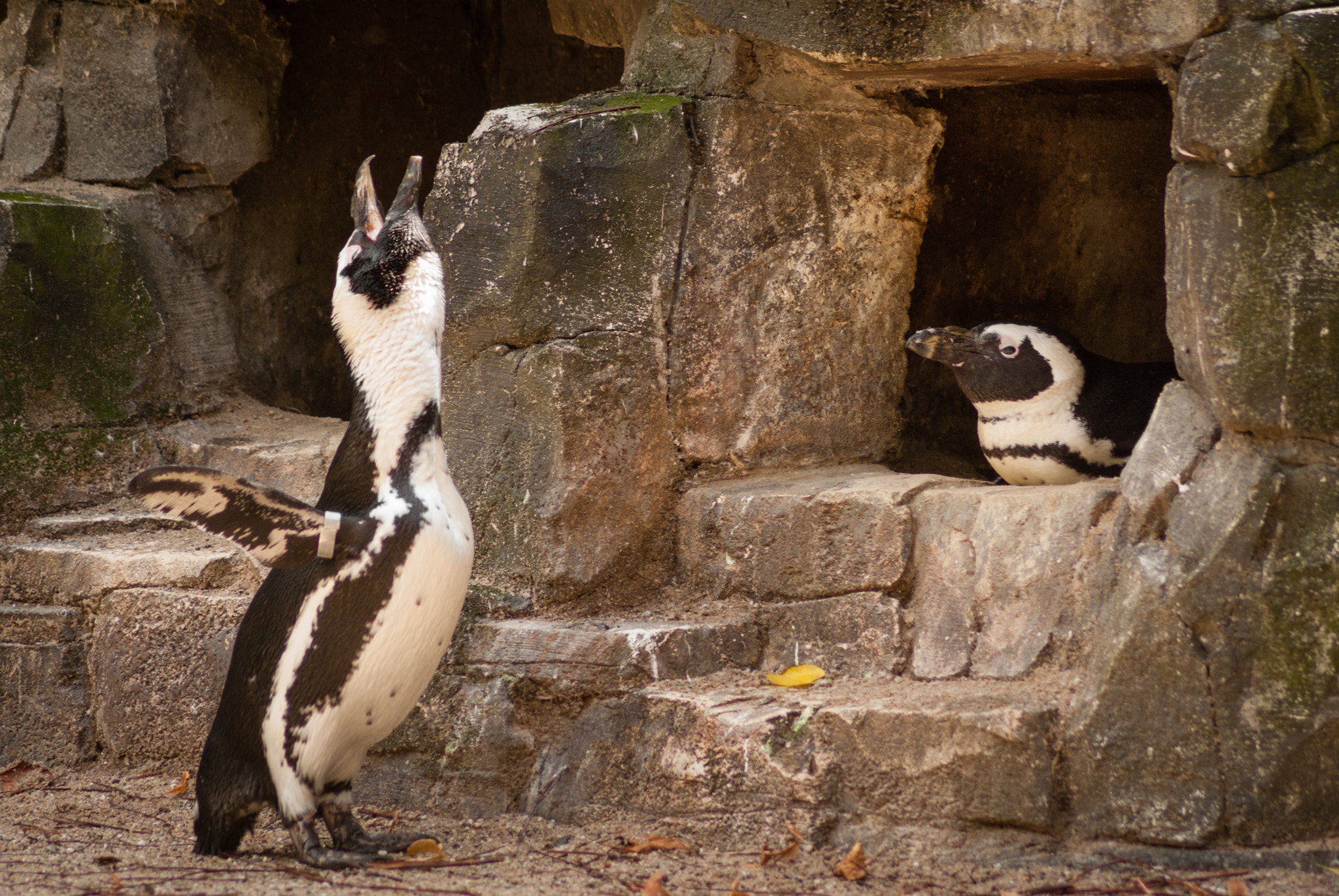 Pentax K10D sample photo. Penguin lovestory 2of4 - male dance and call photography