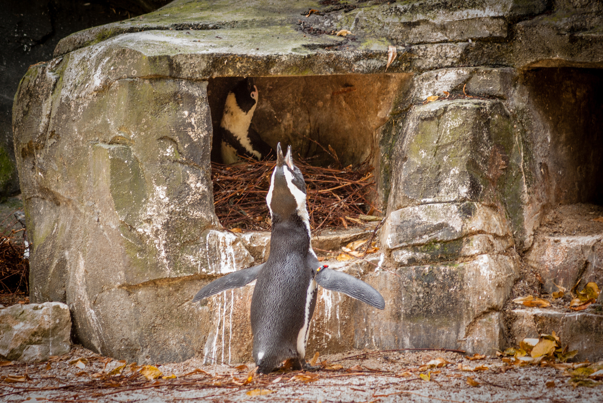 Pentax K10D sample photo. Penguin lovestory 3of4 - call answered from inside photography
