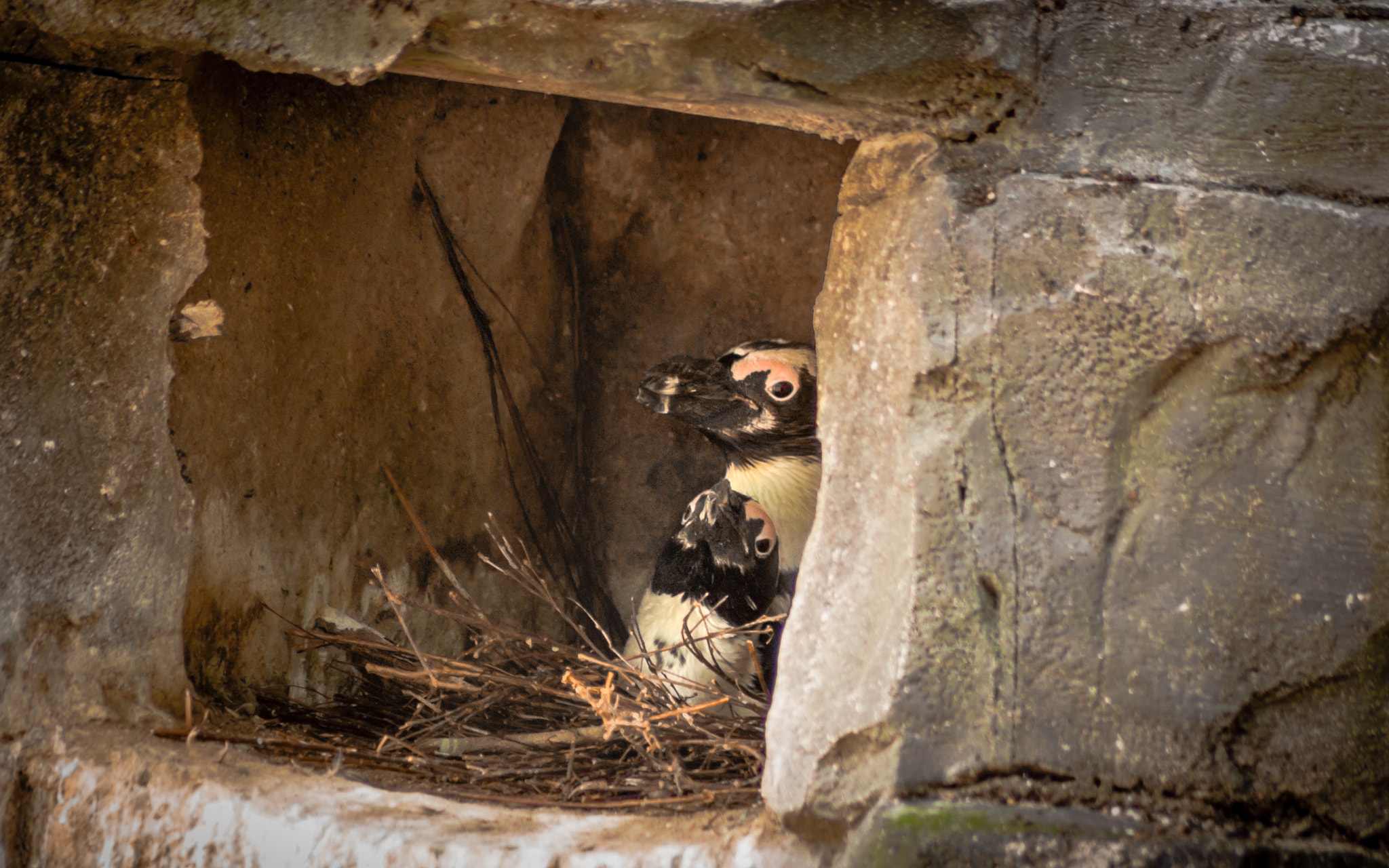 Tamron AF 70-300mm F4-5.6 Di LD Macro sample photo. Penguin lovestory 4of4 - love nest photography