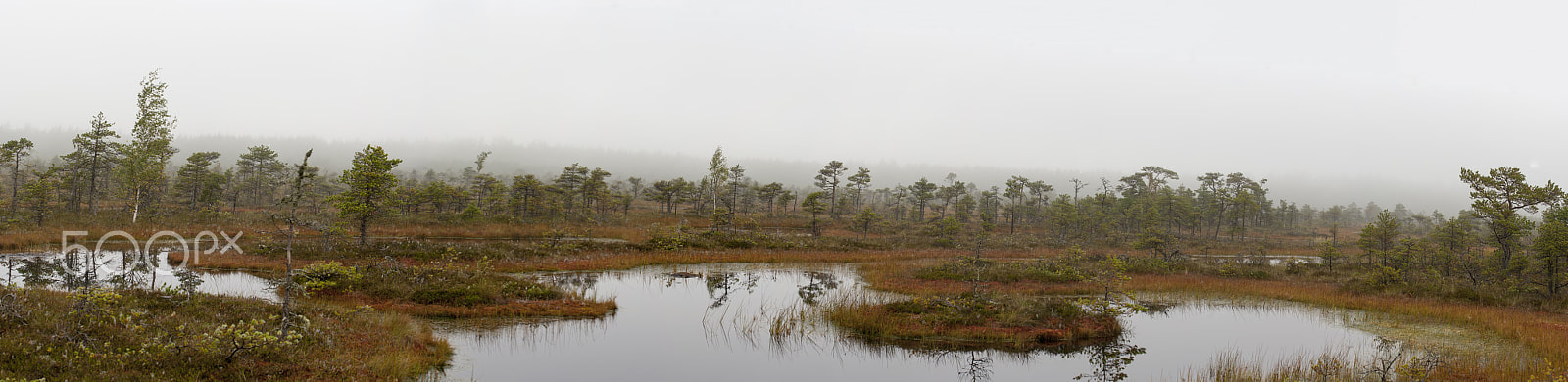 Pentax K20D sample photo. Endla bog photography