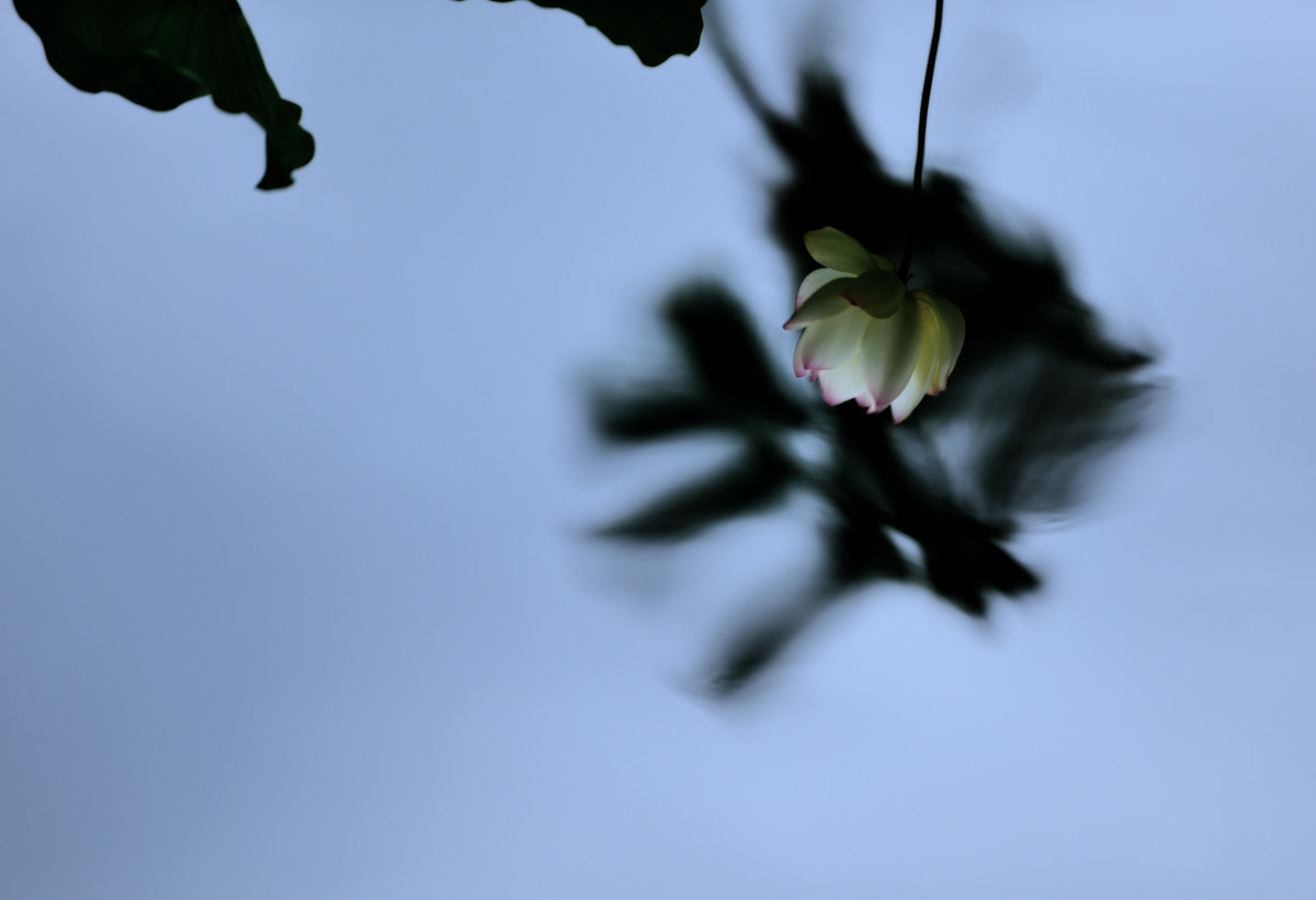 Nikon D3X sample photo. Lotus and palm tree photography