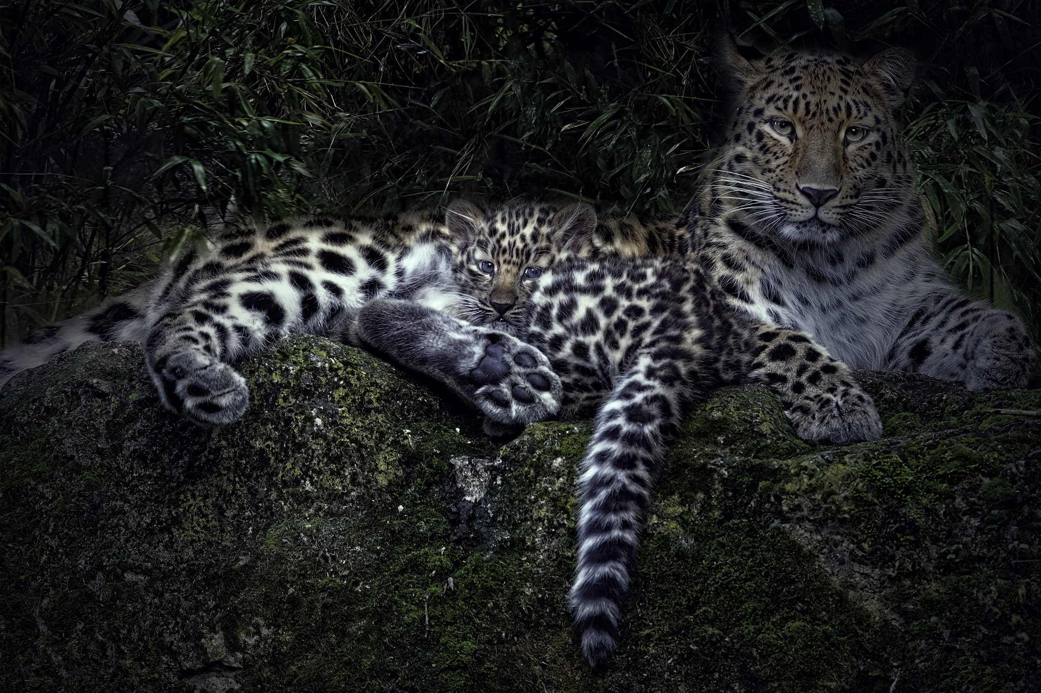 Canon EOS-1D X Mark II + Canon EF 300mm F2.8L IS II USM sample photo. Amur leopard and cub photography