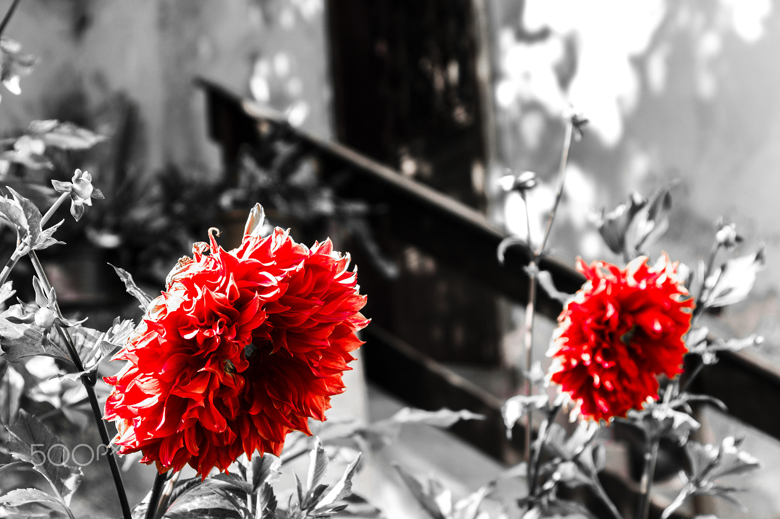 Canon EOS 600D (Rebel EOS T3i / EOS Kiss X5) + Canon TS-E 90mm F2.8 Tilt-Shift sample photo. Red flowers photography