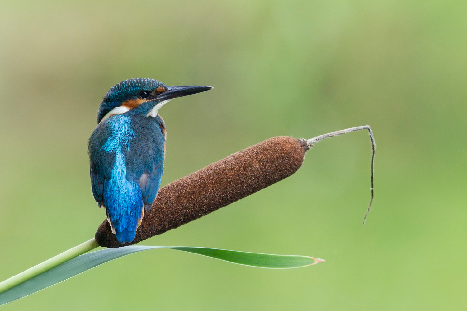Canon EF 300mm F2.8L IS II USM sample photo. On the lookout photography
