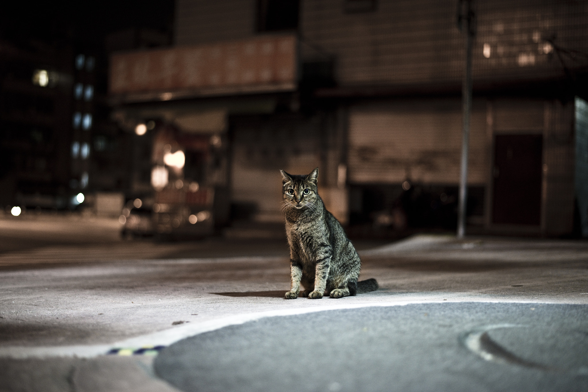 Nikon D800 + Sigma 70-300mm F4-5.6 APO DG Macro sample photo. Street cat photography