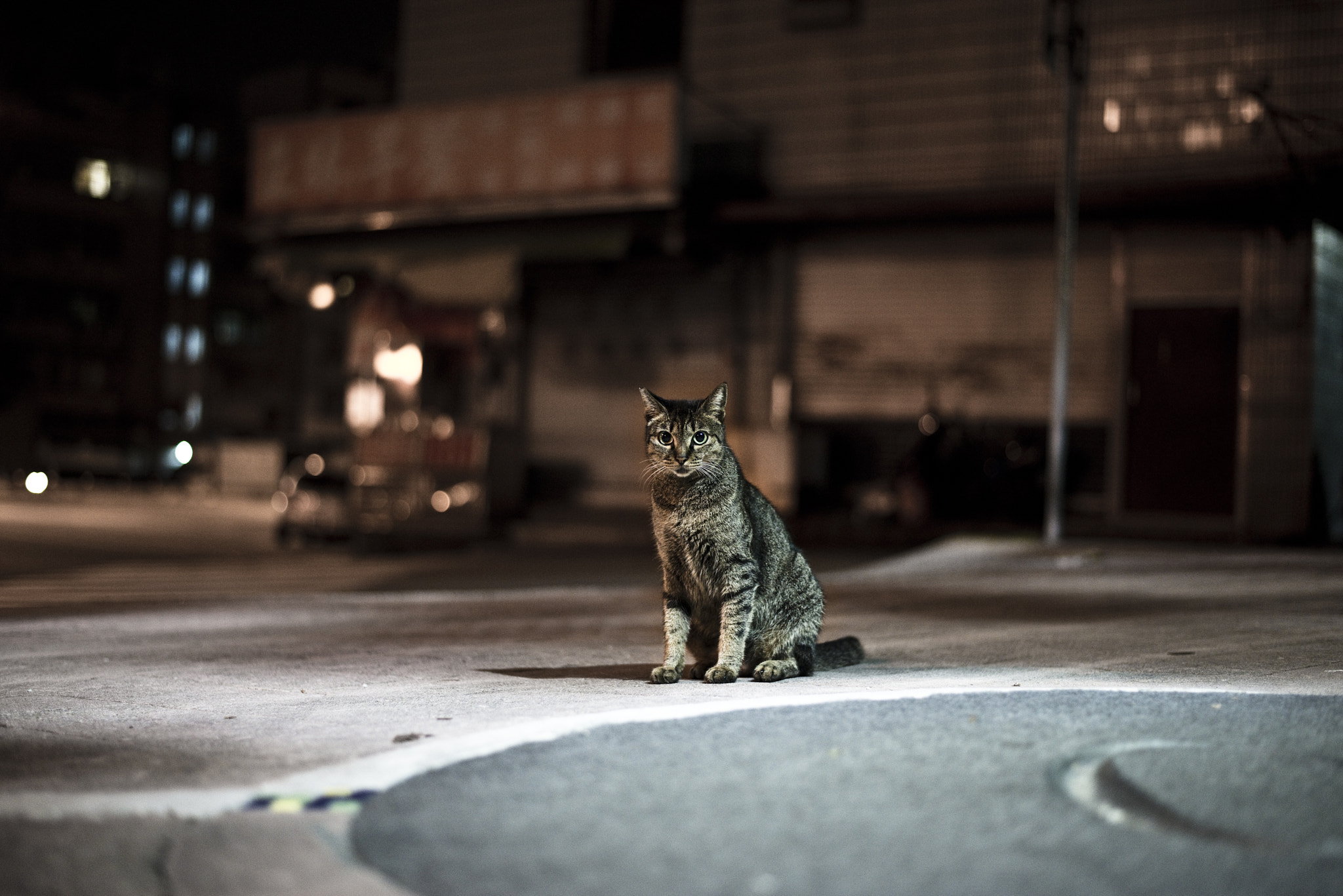 Sigma 70-300mm F4-5.6 APO DG Macro sample photo. Street cat photography