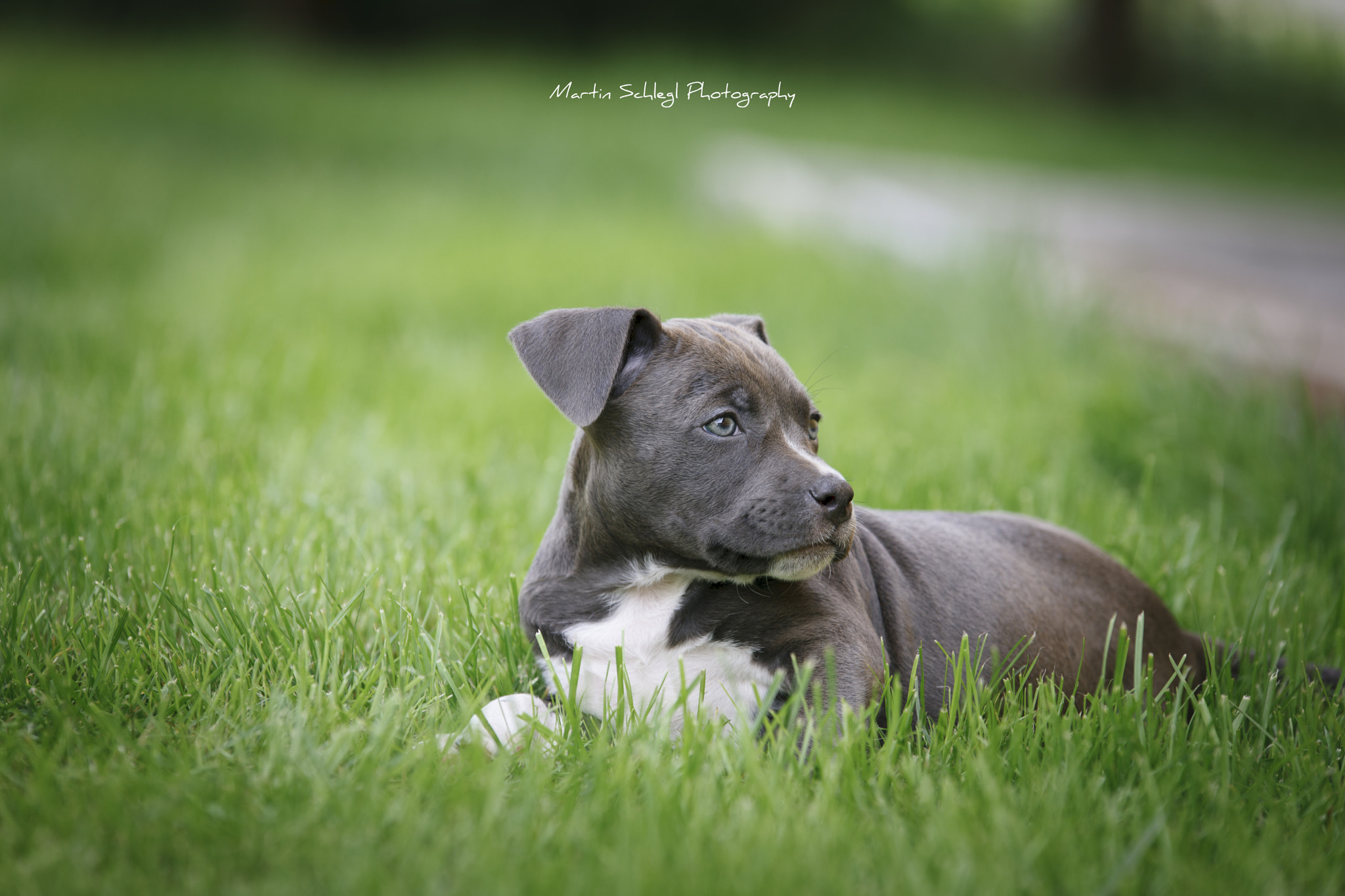 Sigma 70-200mm F2.8 EX DG OS HSM sample photo. <3 photography