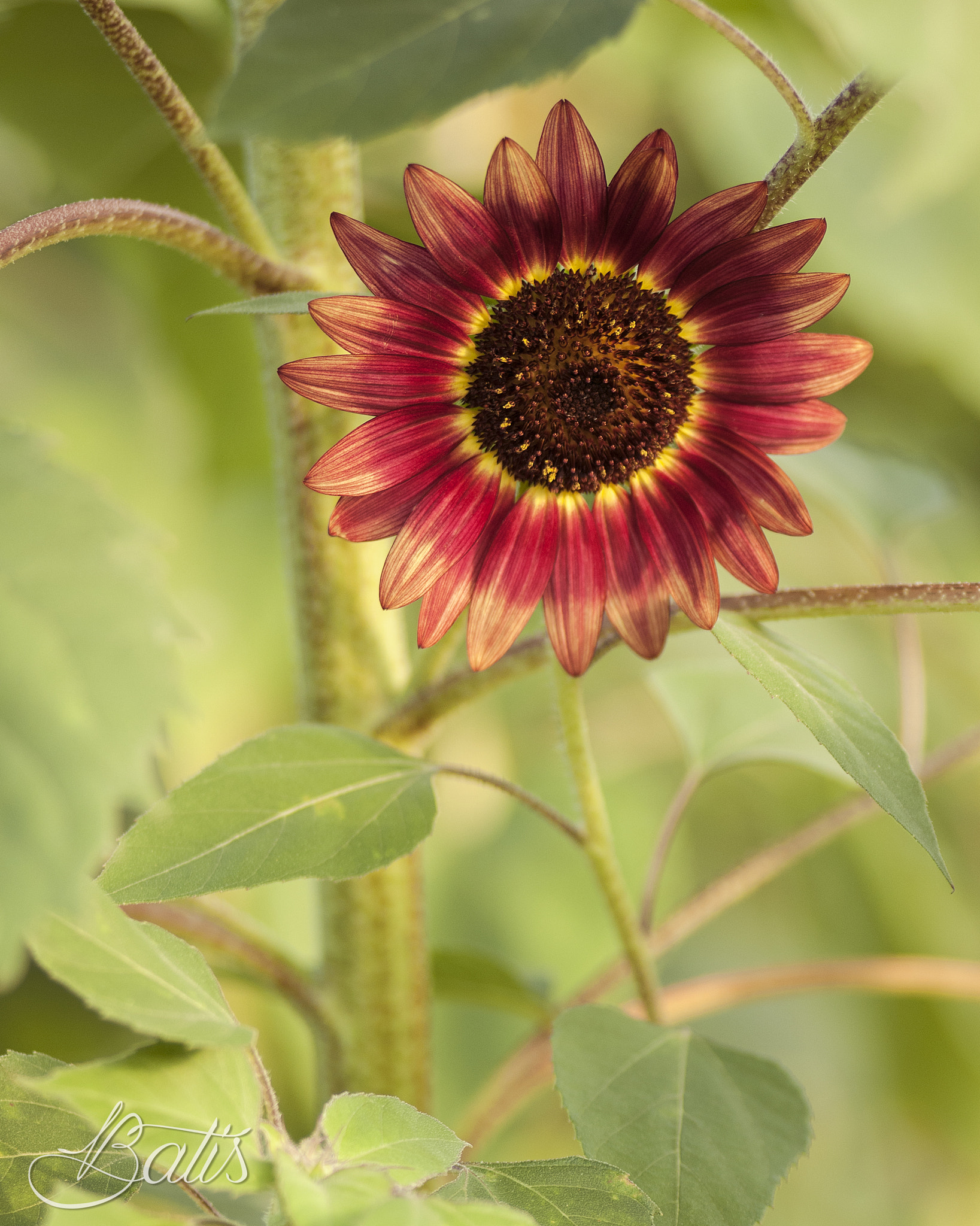 AF Zoom-Nikkor 80-200mm f/2.8 ED sample photo. Girasol photography