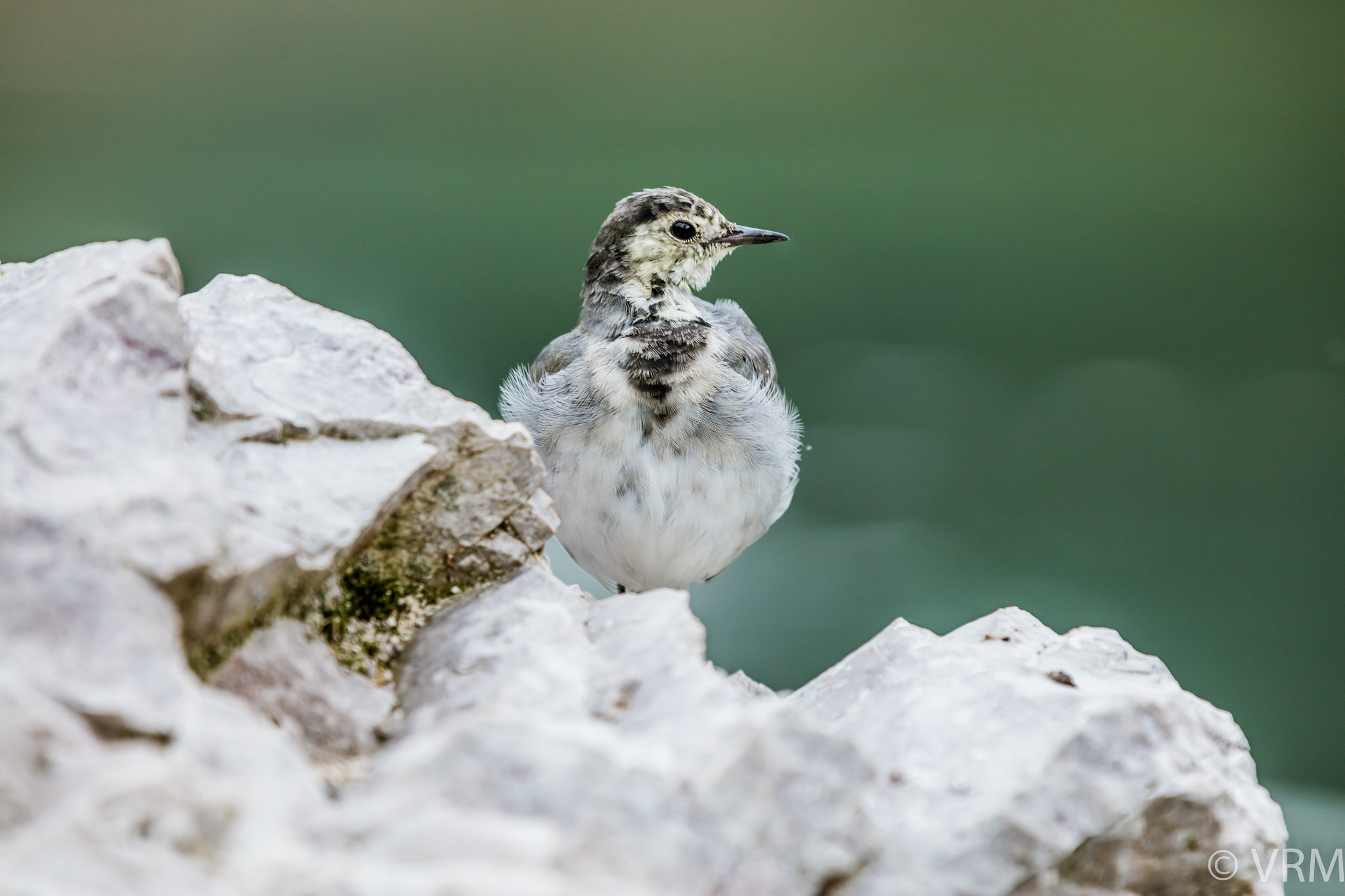 Canon EF 70-200mm F2.8L IS II USM sample photo. Bird on a rock photography