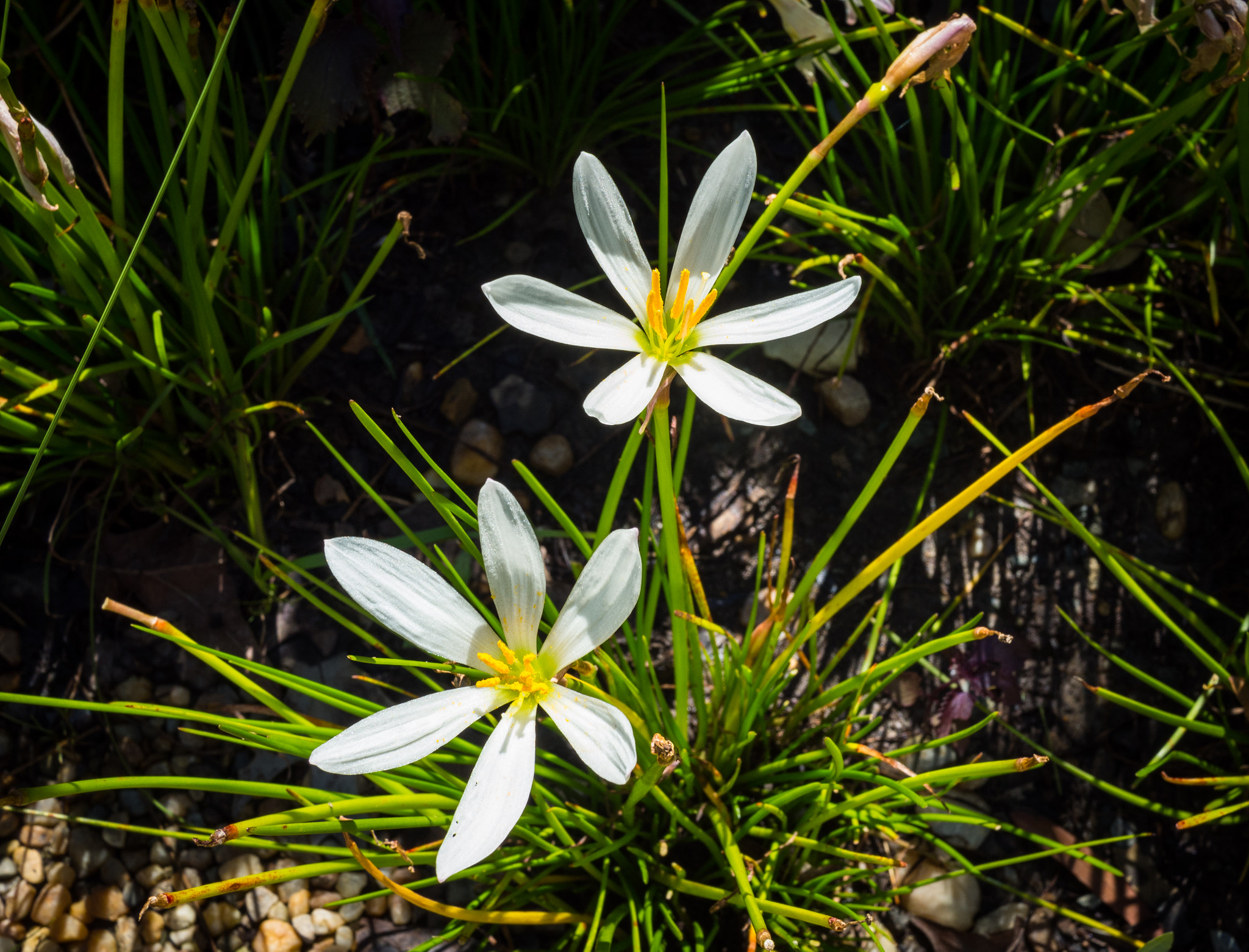 Olympus OM-D E-M5 II + LUMIX G 20/F1.7 II sample photo. Rain lilies photography